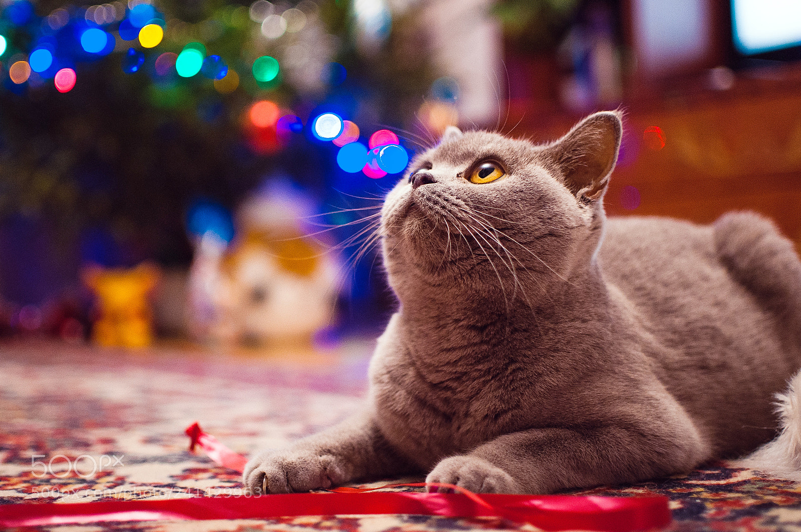 Nikon D90 sample photo. Cristmas cat photography