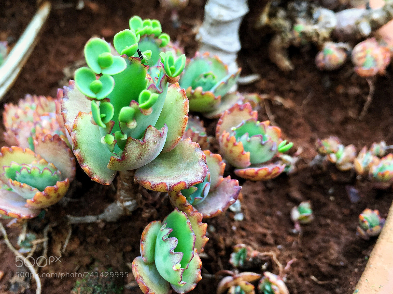 Apple iPhone 6s Plus sample photo. Iphone photography photography