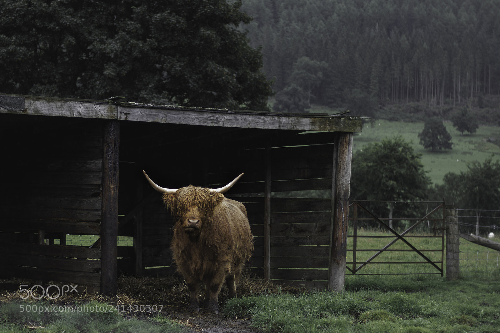 Canon EOS 750D (EOS Rebel T6i / EOS Kiss X8i) sample photo. Highland rain photography