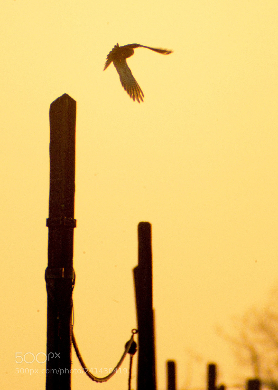 Nikon D800 sample photo. Freedom on the run photography