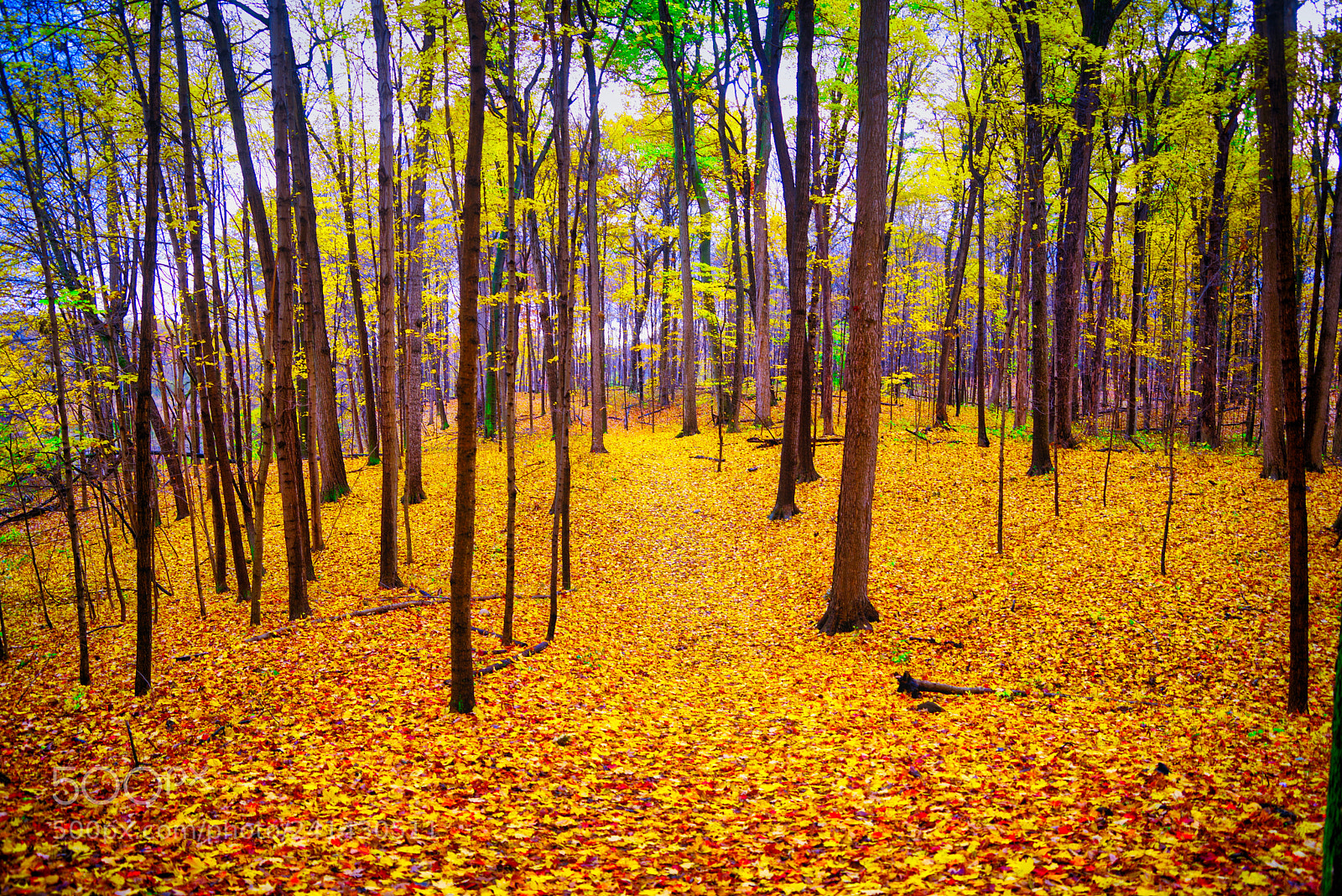 Pentax K-1 sample photo. In the forest photography