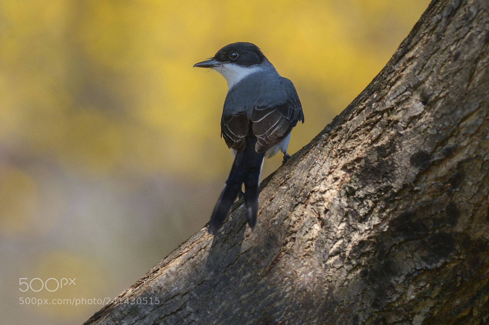 Nikon D7100 sample photo. Bird tesourinha photography