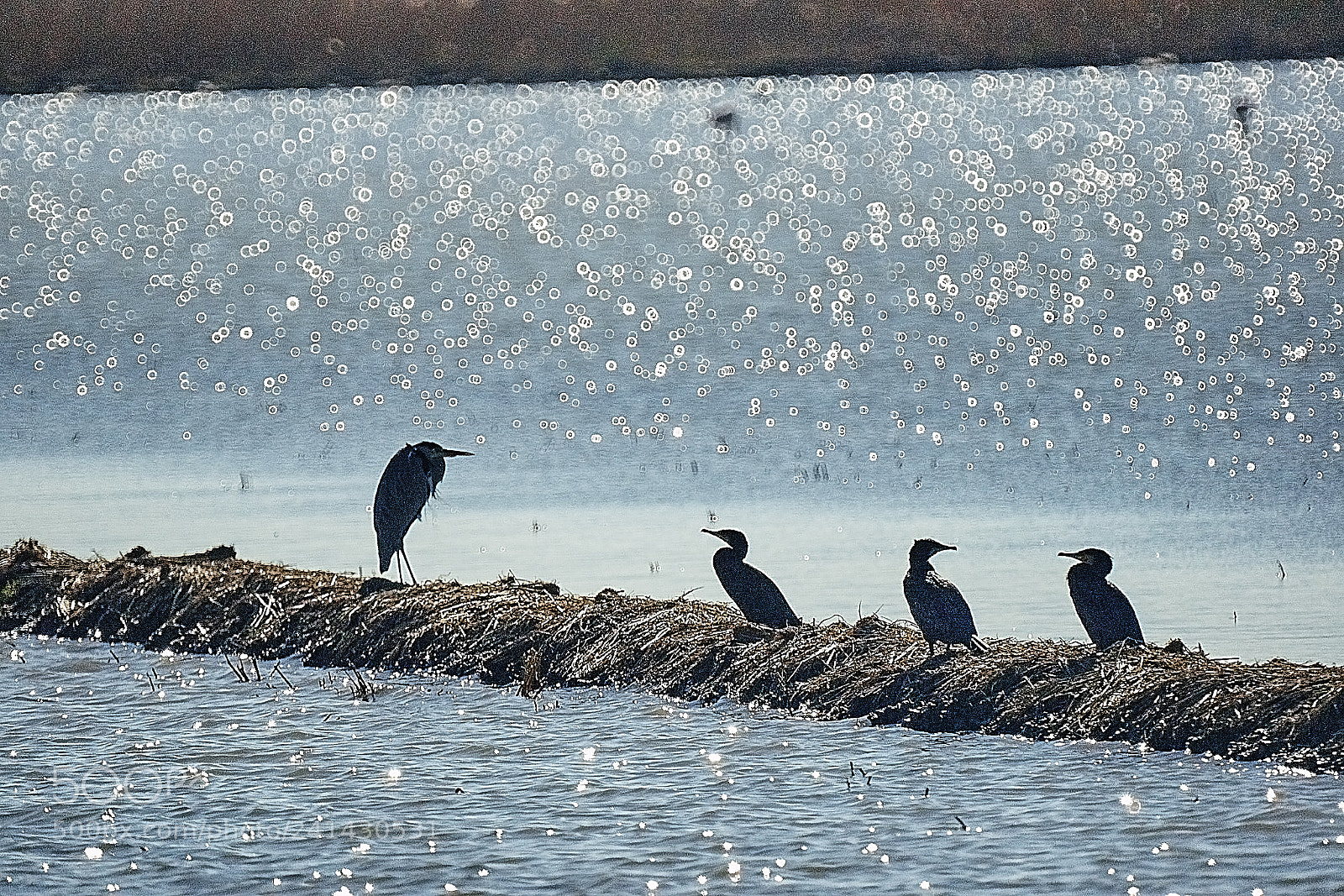 Sony Alpha DSLR-A700 sample photo. Cormoranes y garza photography