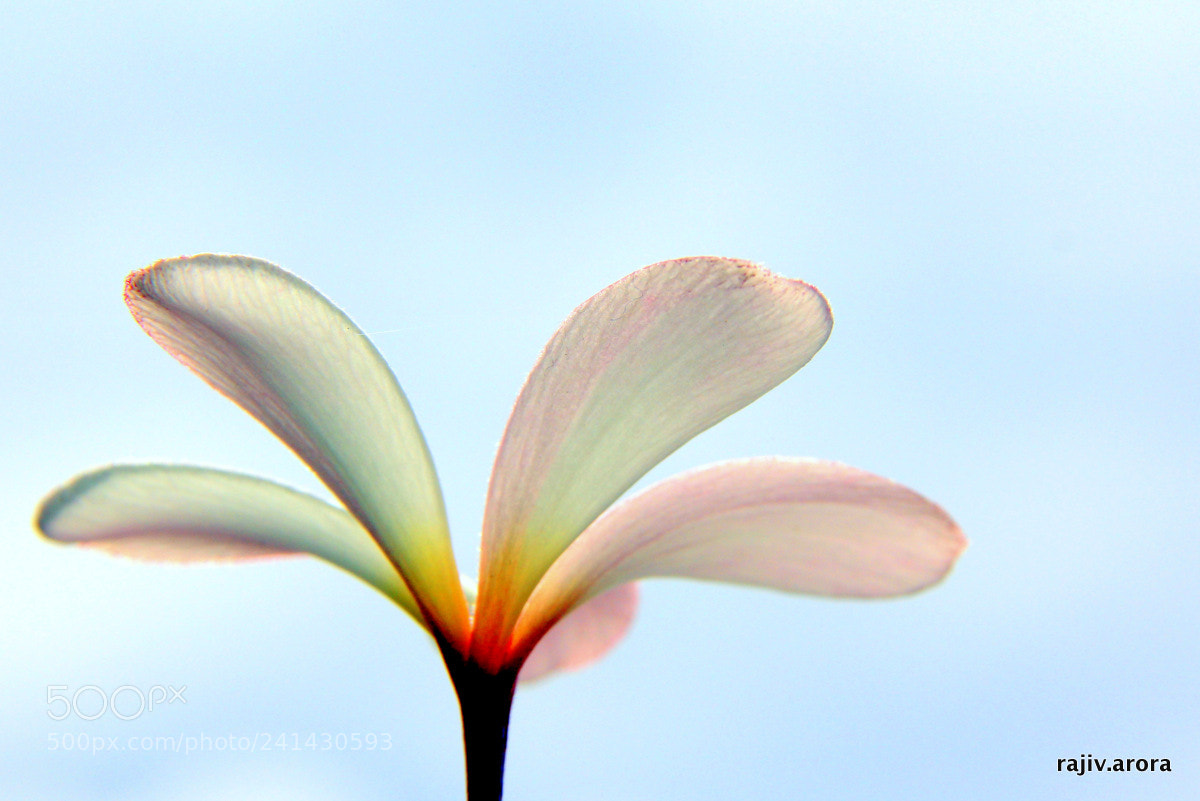 Canon EF-S 18-200mm F3.5-5.6 IS sample photo. My own sky photography
