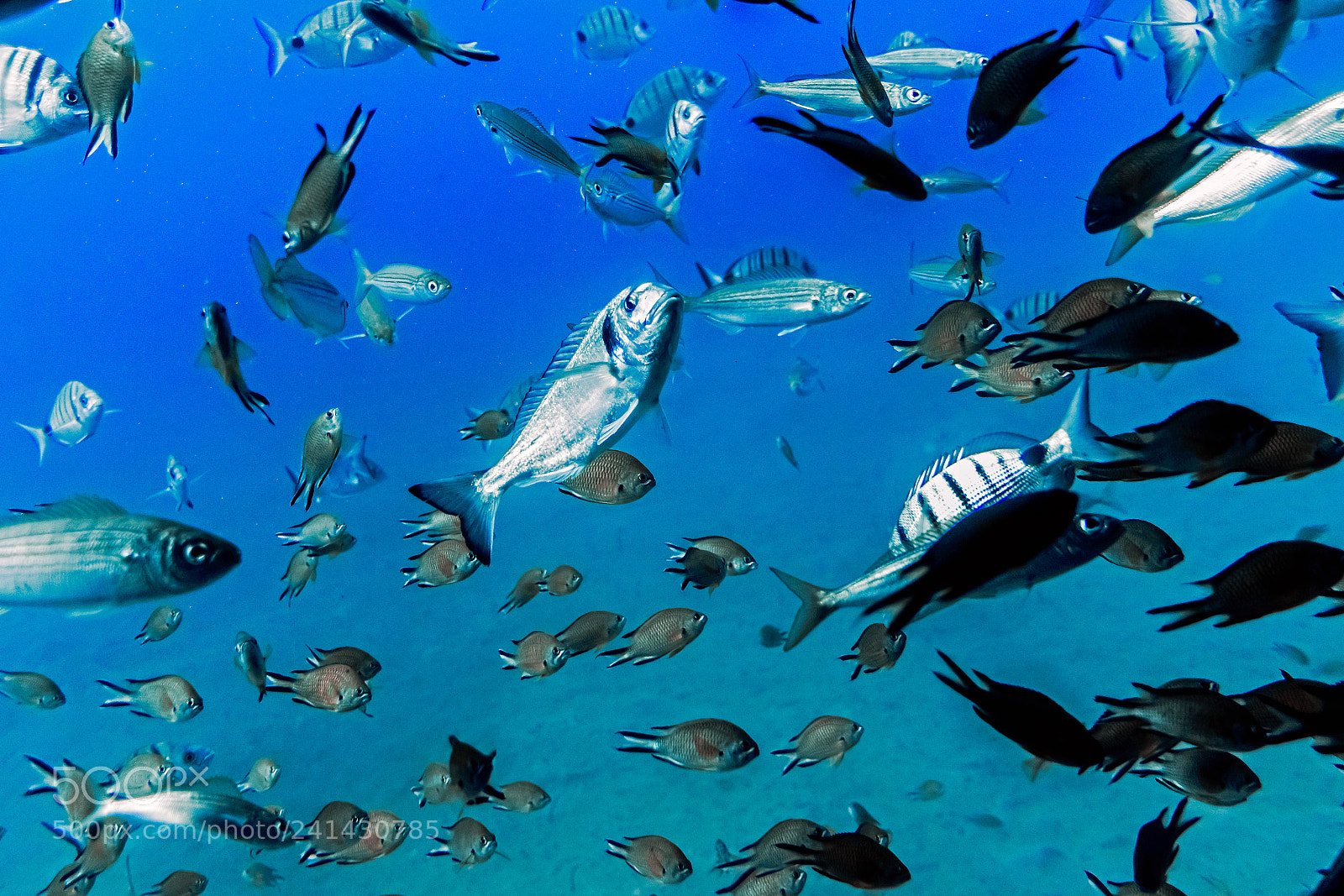 Nikon D500 sample photo. Submarine safari #2 photography