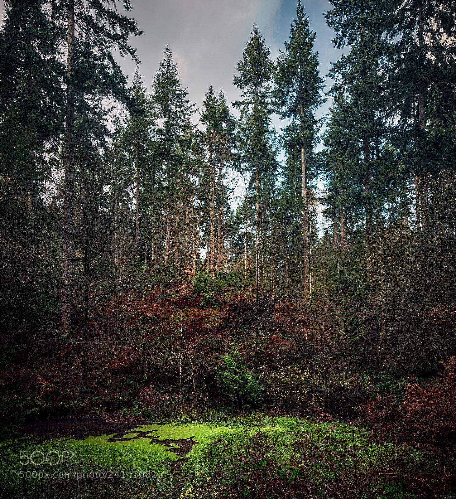 Nikon D850 sample photo. Wyre forest green route photography