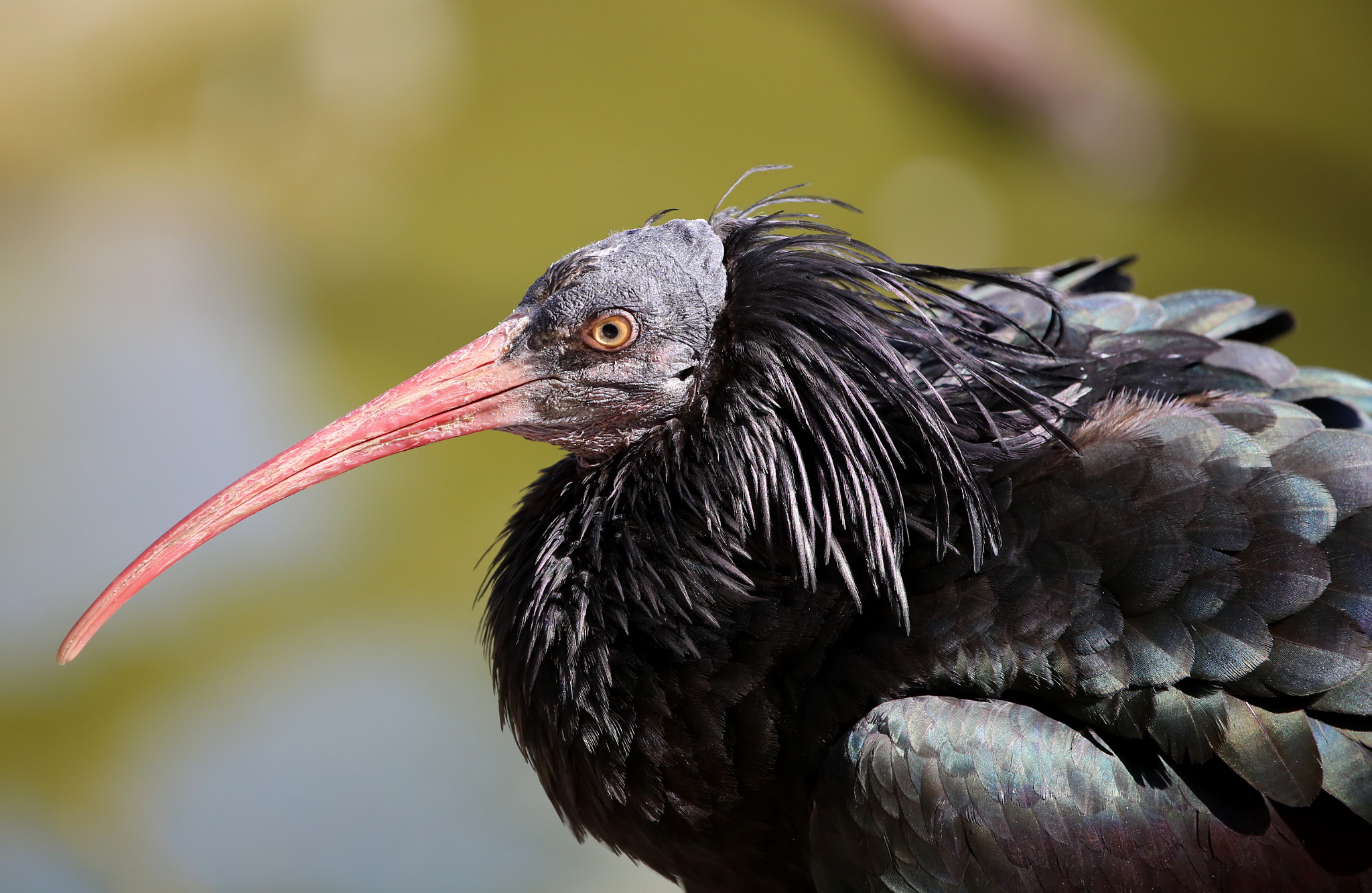 Canon EF 100-400mm F4.5-5.6L IS USM sample photo. Img photography