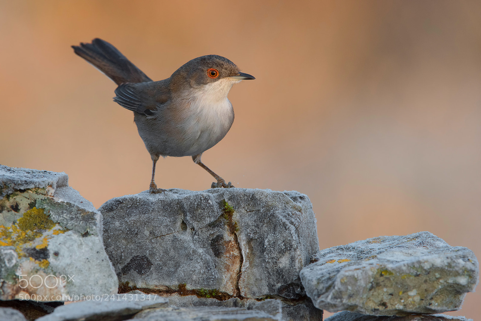 Nikon D810 sample photo. Sardinian warbler photography