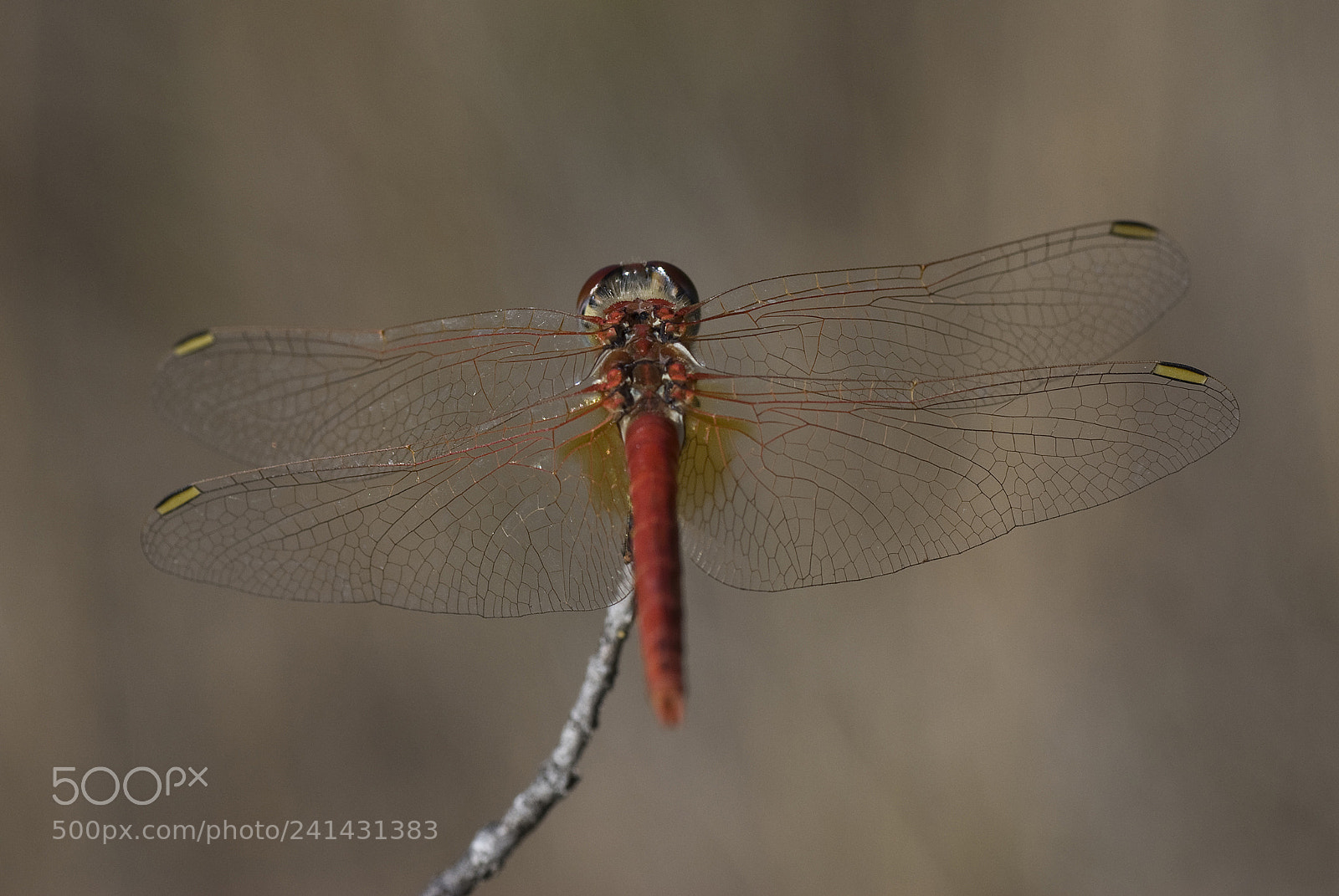 Nikon D80 sample photo. Simpetrum fonscolombii photography