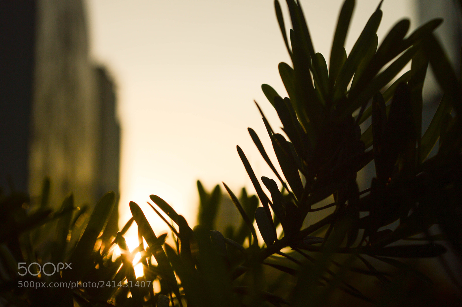 Nikon D3200 sample photo. Chase the sun photography