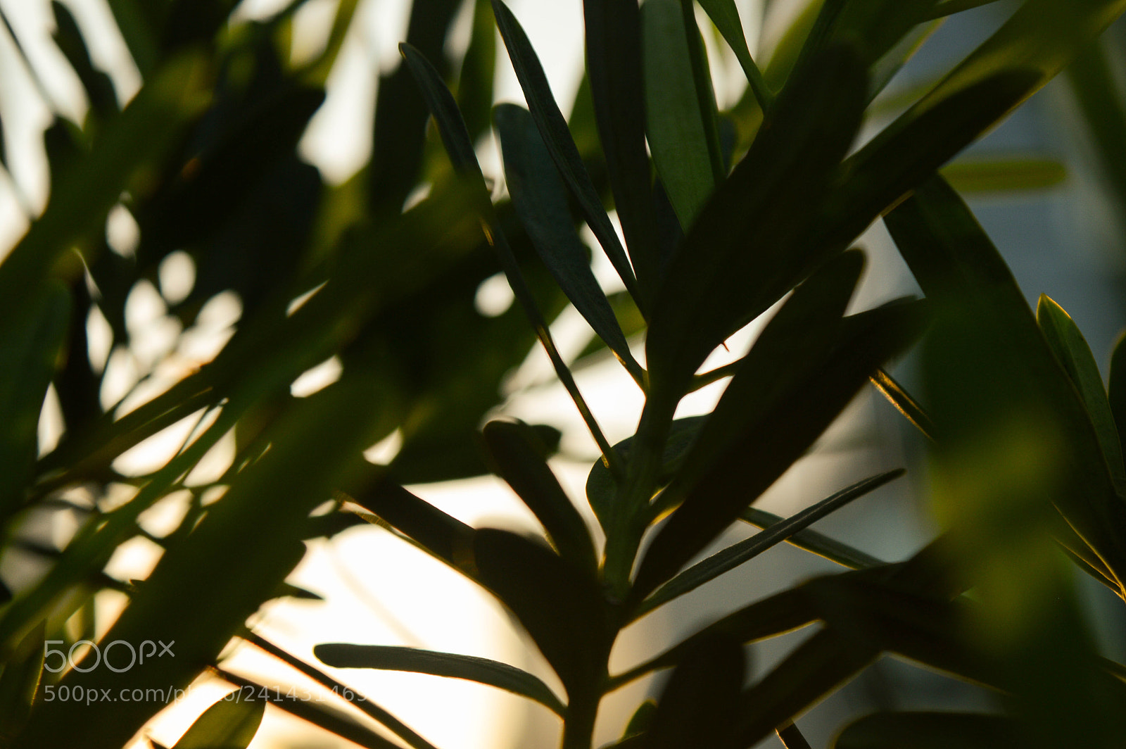Nikon D3200 sample photo. Chase the sun photography
