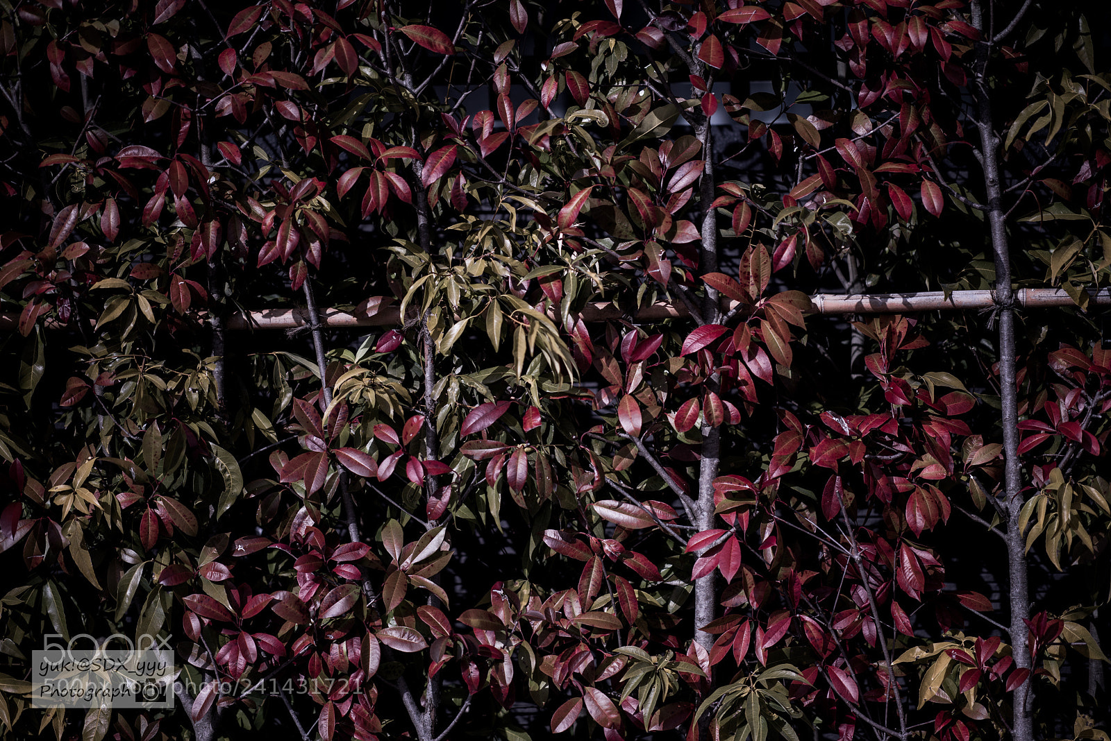 Nikon D810 sample photo. Leaf photography