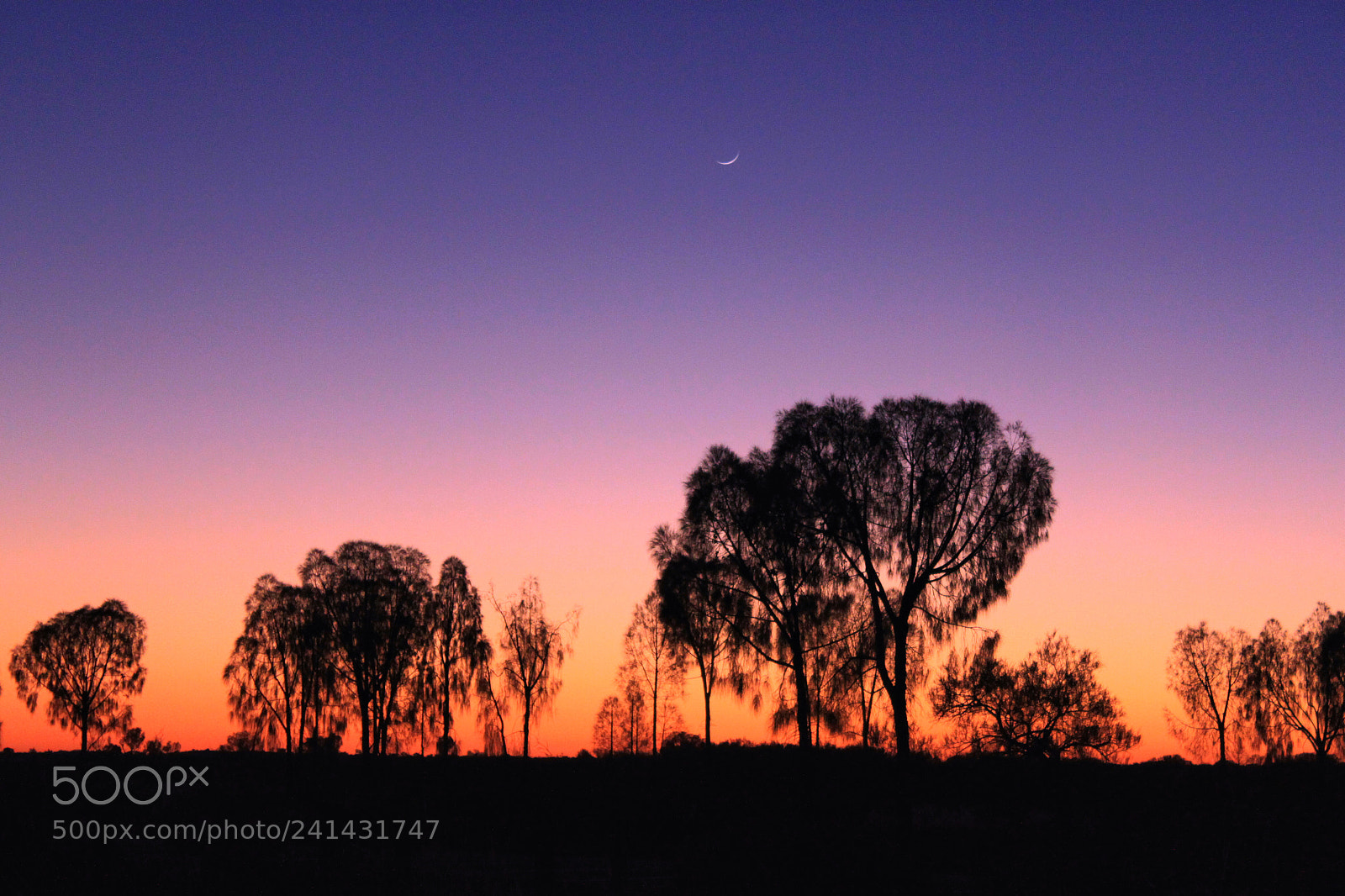 Canon EOS 500D (EOS Rebel T1i / EOS Kiss X3) sample photo. Bush sunset photography