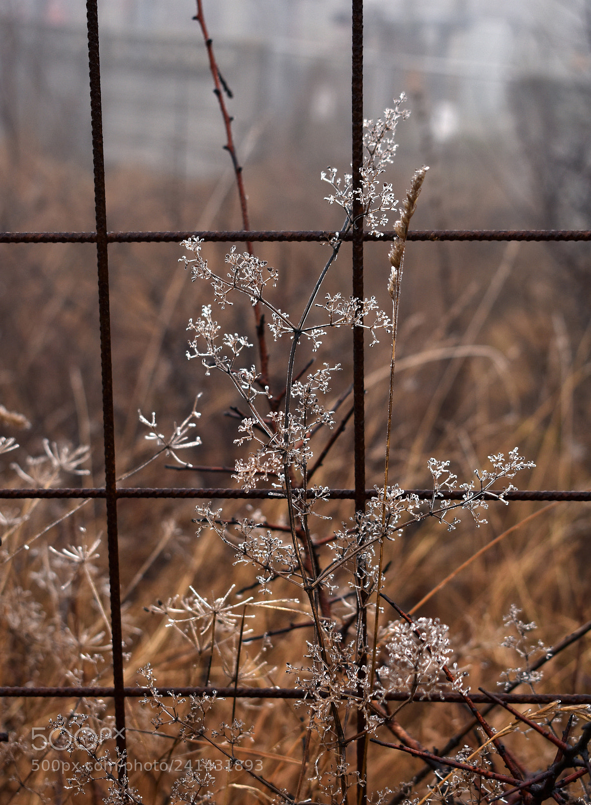 Nikon D3400 sample photo. On the fence photography