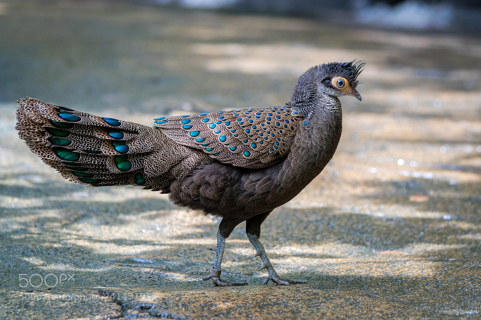 Canon EOS-1D X Mark II sample photo. Malayan peacock-pheasant photography