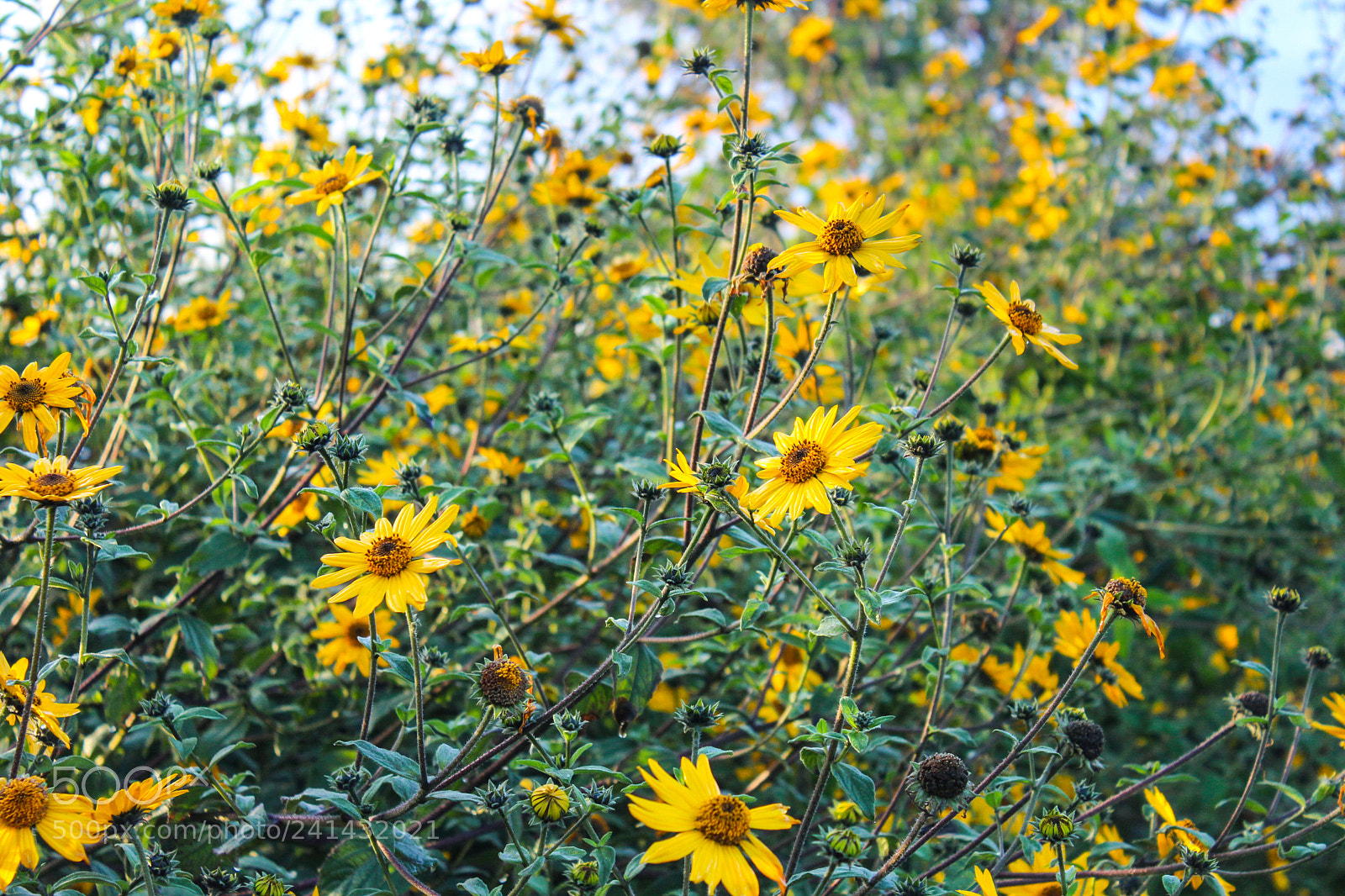 Canon EOS 1200D (EOS Rebel T5 / EOS Kiss X70 / EOS Hi) sample photo. Flores amarillas photography