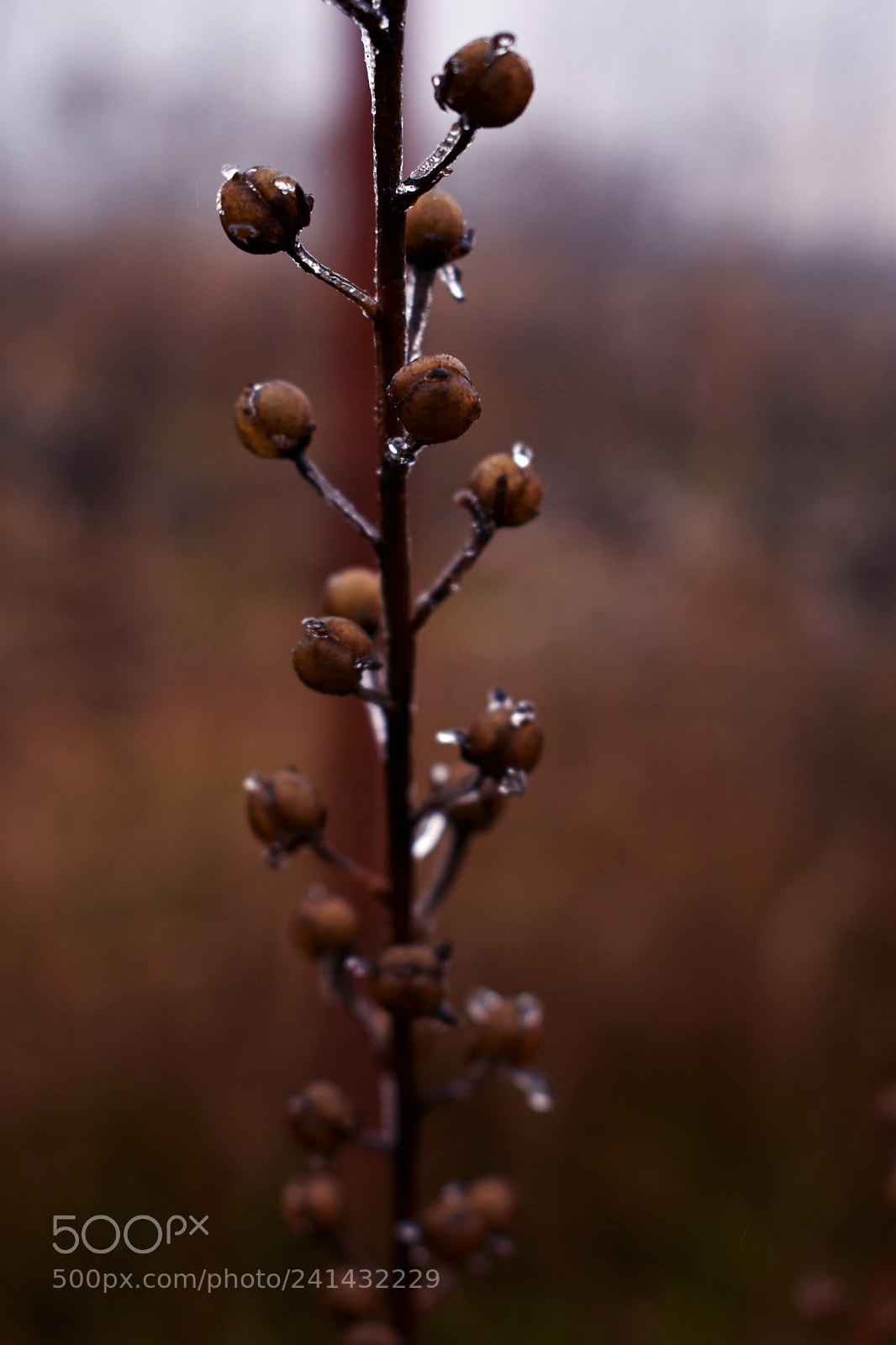 Nikon D3400 sample photo. Up and close photography