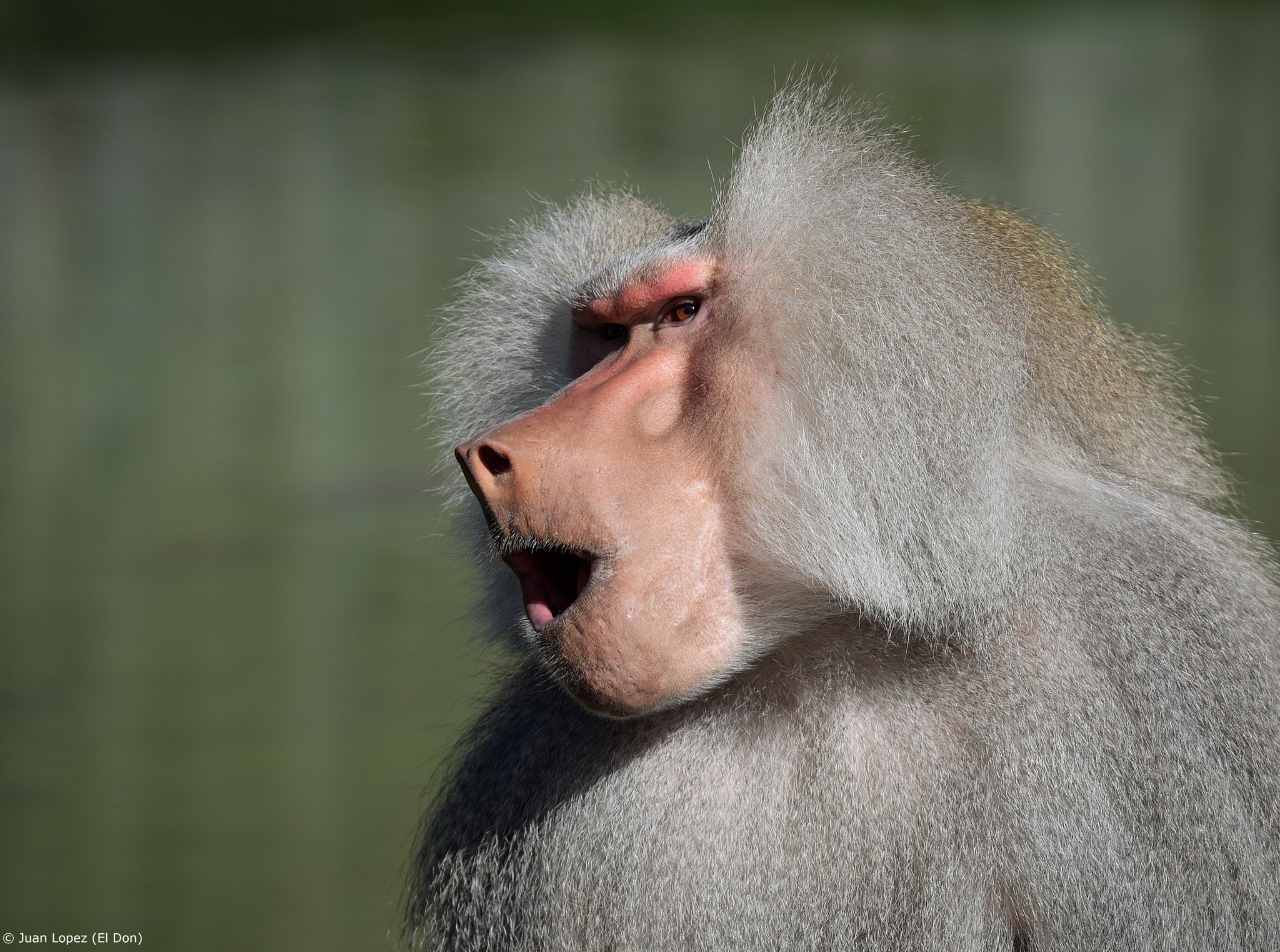 Nikon D810 sample photo. Monkey scream..!! photography