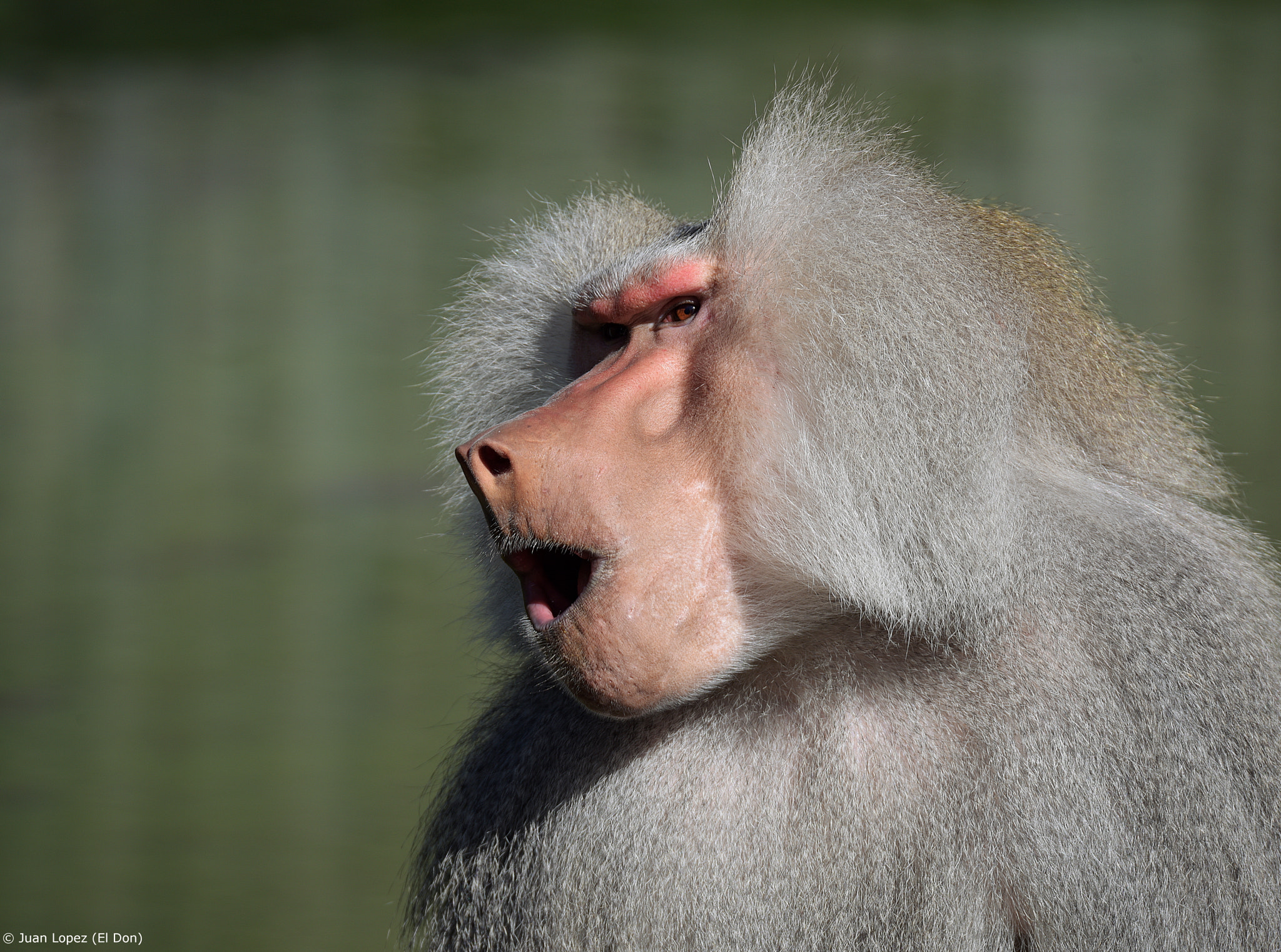 Sigma 150-600mm F5-6.3 DG OS HSM | S sample photo. Monkey scream..!! photography
