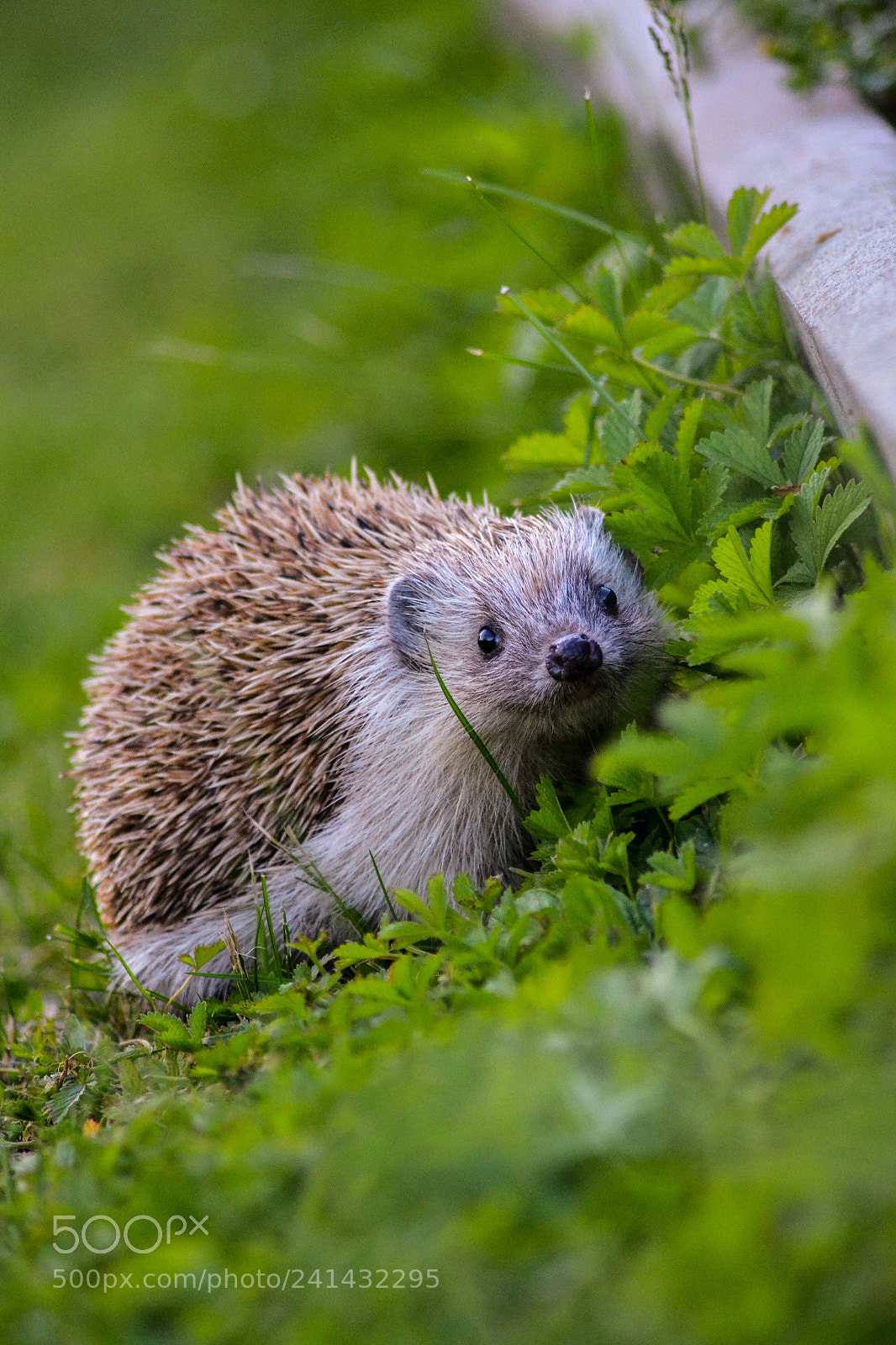 Nikon D3100 sample photo. Smiling hedgehog :-) photography
