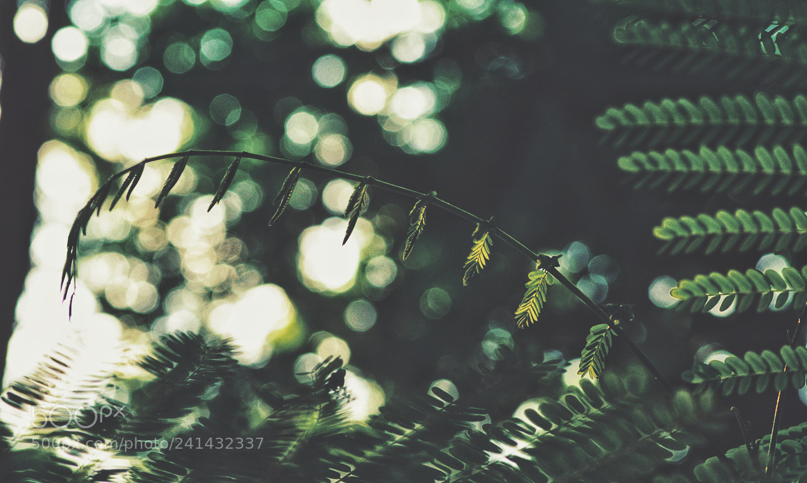 Nikon D7100 sample photo. Untitled photography