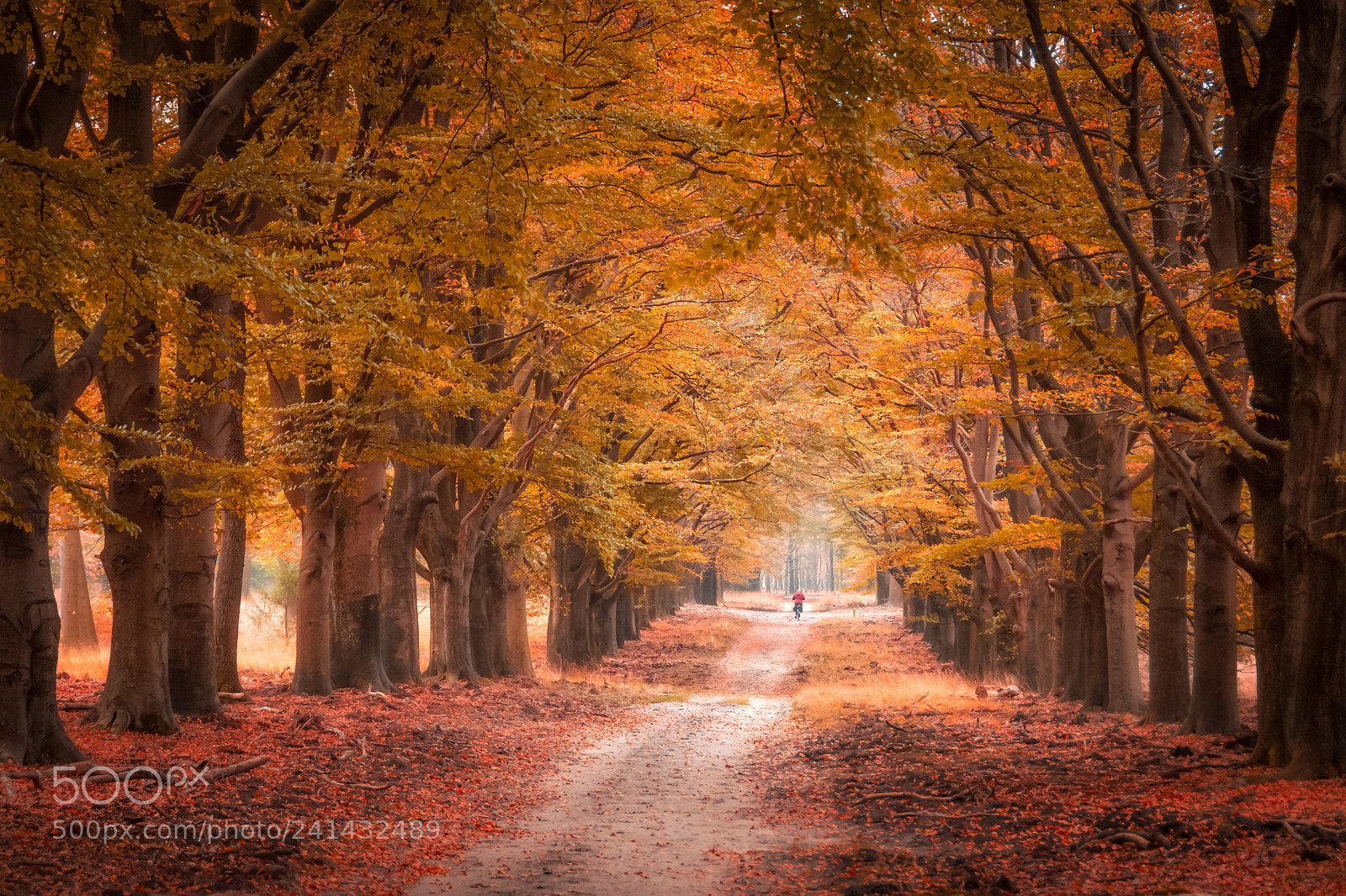 Nikon D7100 sample photo. Autumn lane photography