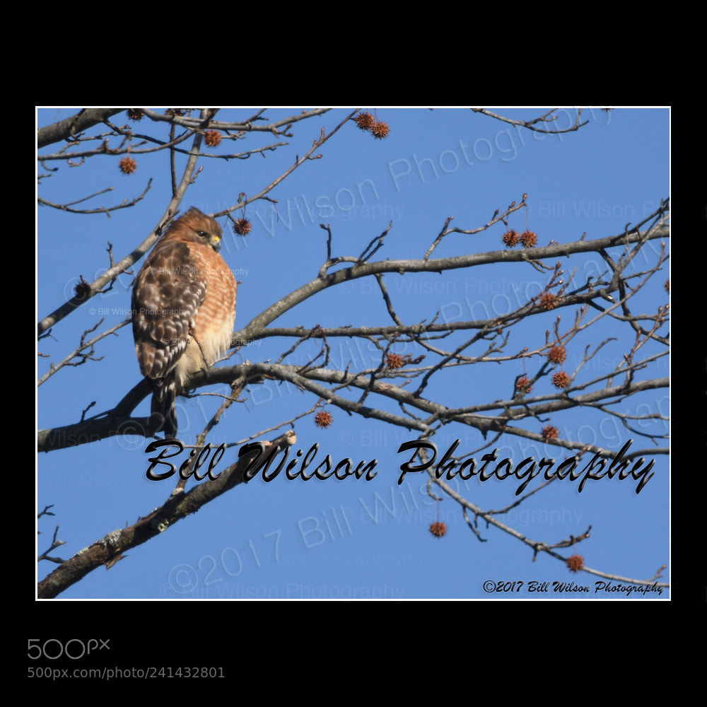 Nikon D500 sample photo. Red shouldered hawk photography