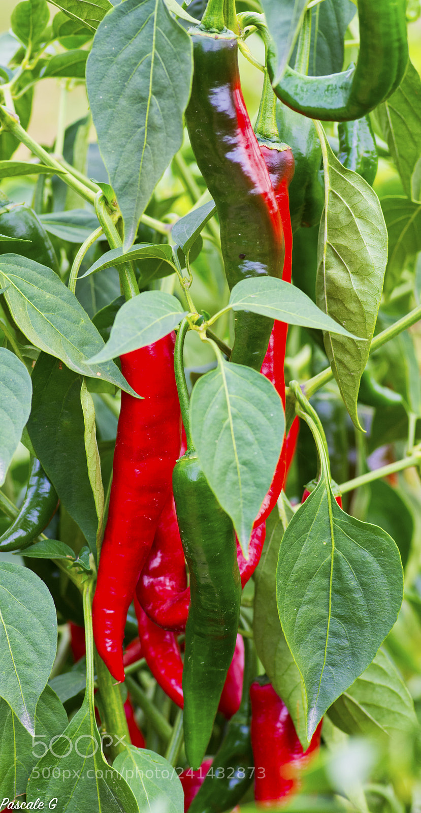 Nikon D7100 sample photo. A great harvest une photography