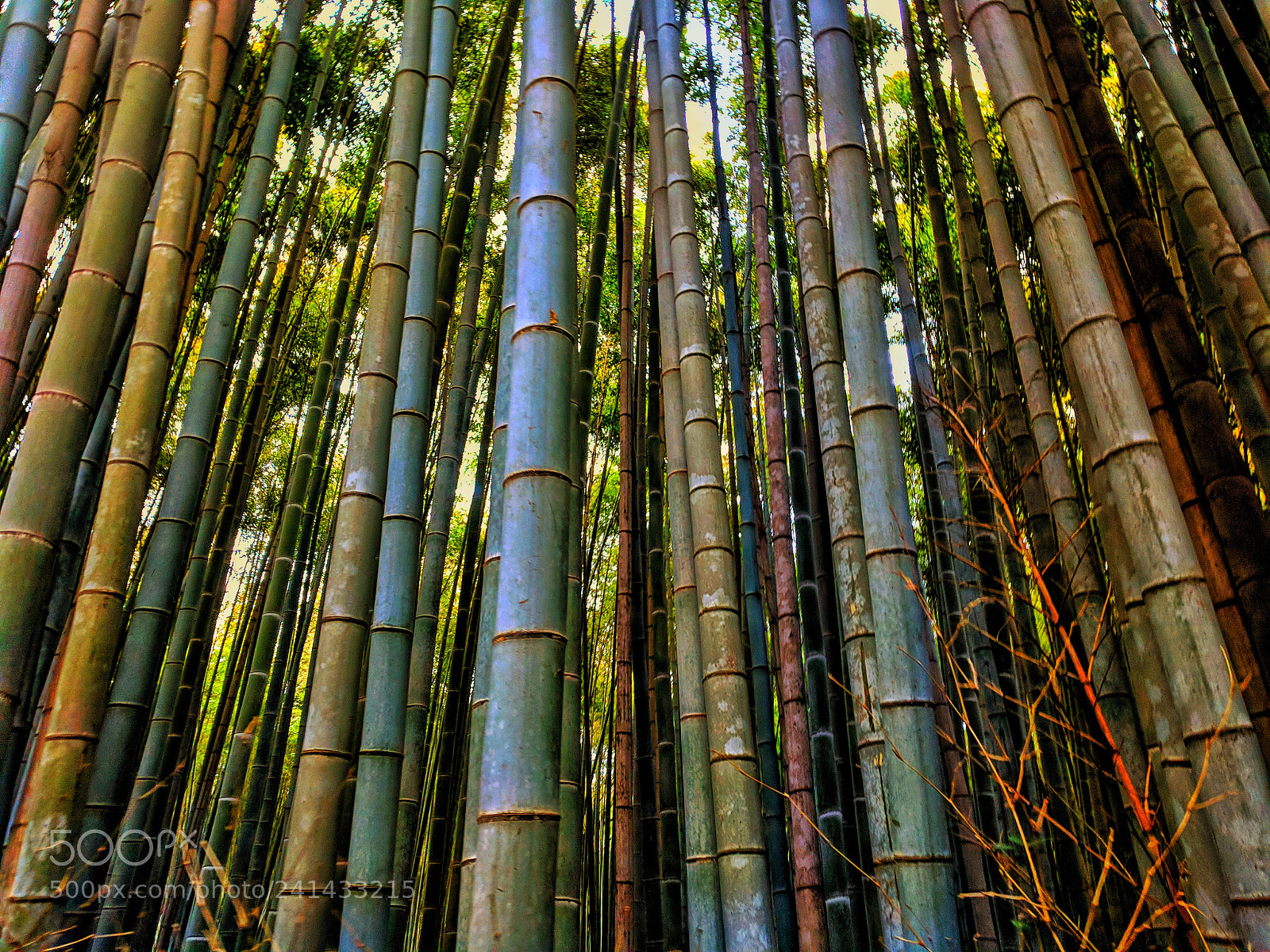 Google Pixel XL sample photo. Bamboo forest photography