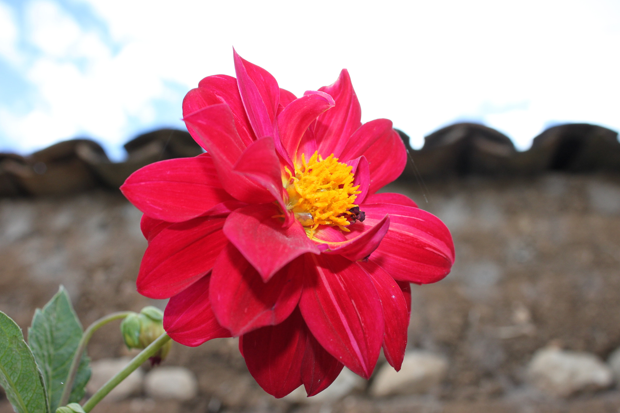 Canon EF-S 18-55mm F3.5-5.6 IS sample photo. Una flor roja photography