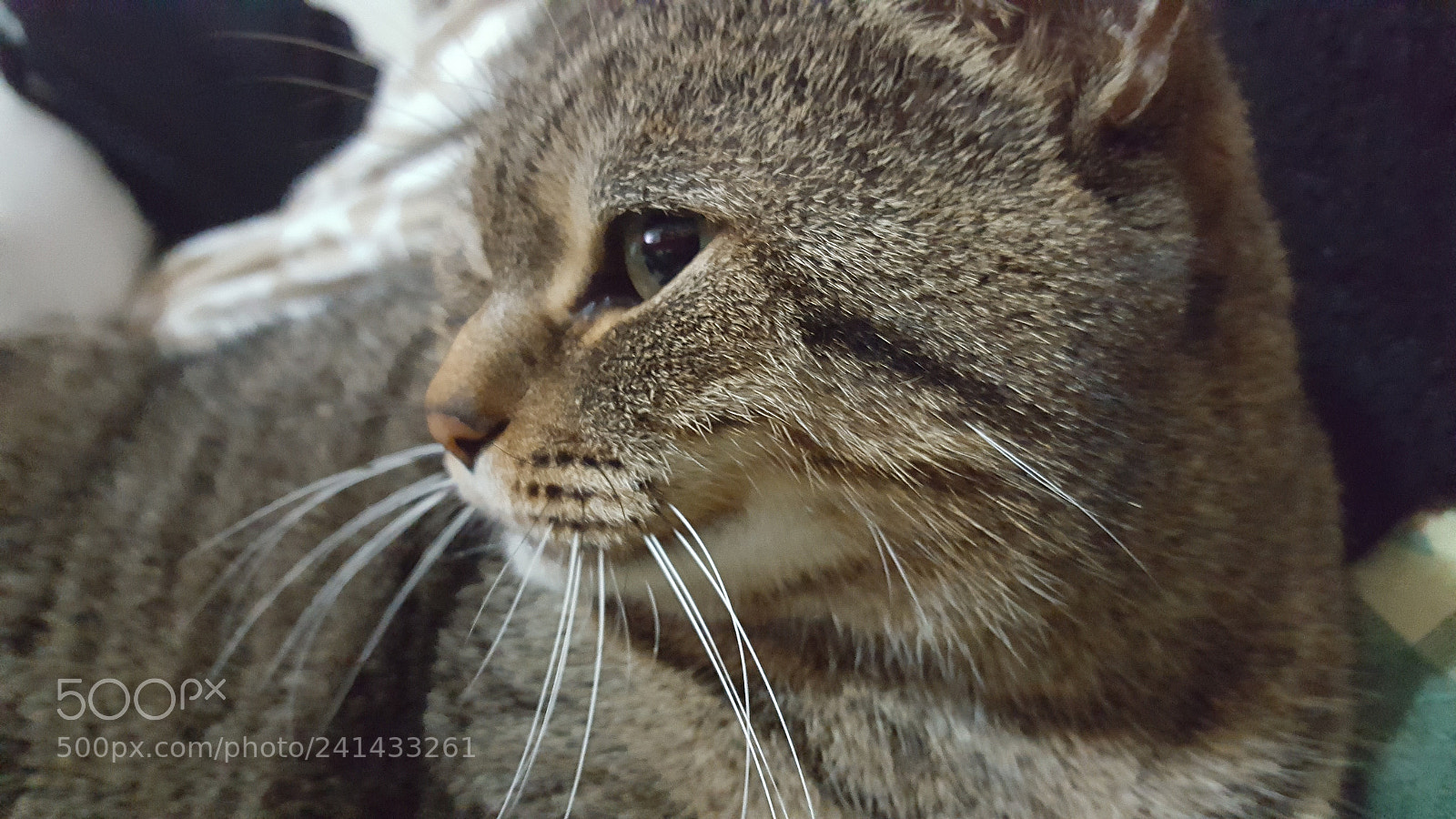 Samsung Galaxy S6 sample photo. Untitled photography