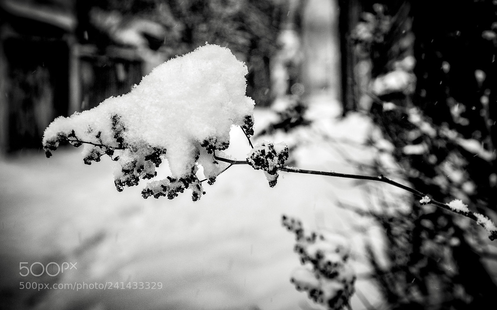 Fujifilm X-T1 sample photo. Winter in montreal #5 photography