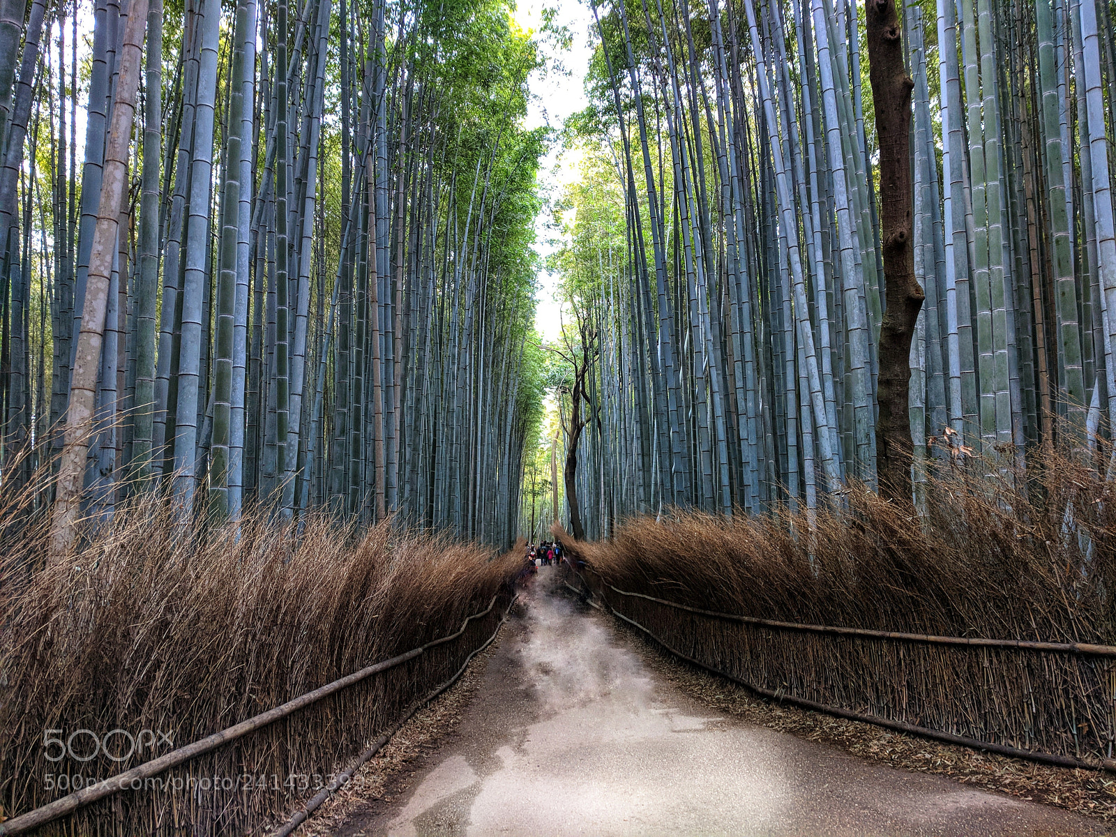 Google Pixel XL sample photo. Bamboo forest photography