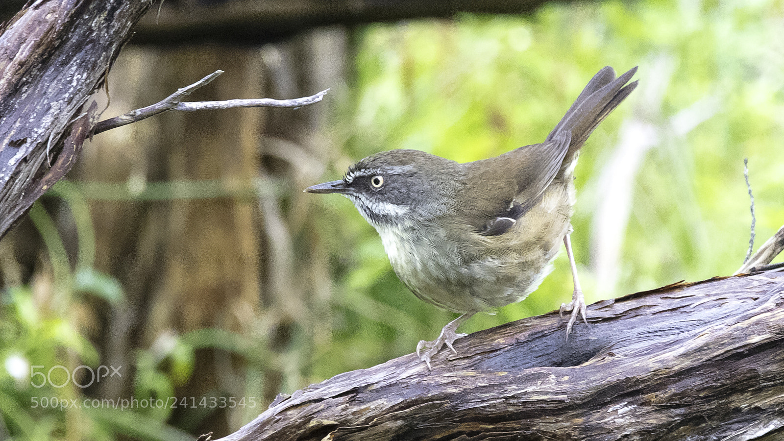 Canon EOS 5DS sample photo. White-browed scrubwren photography