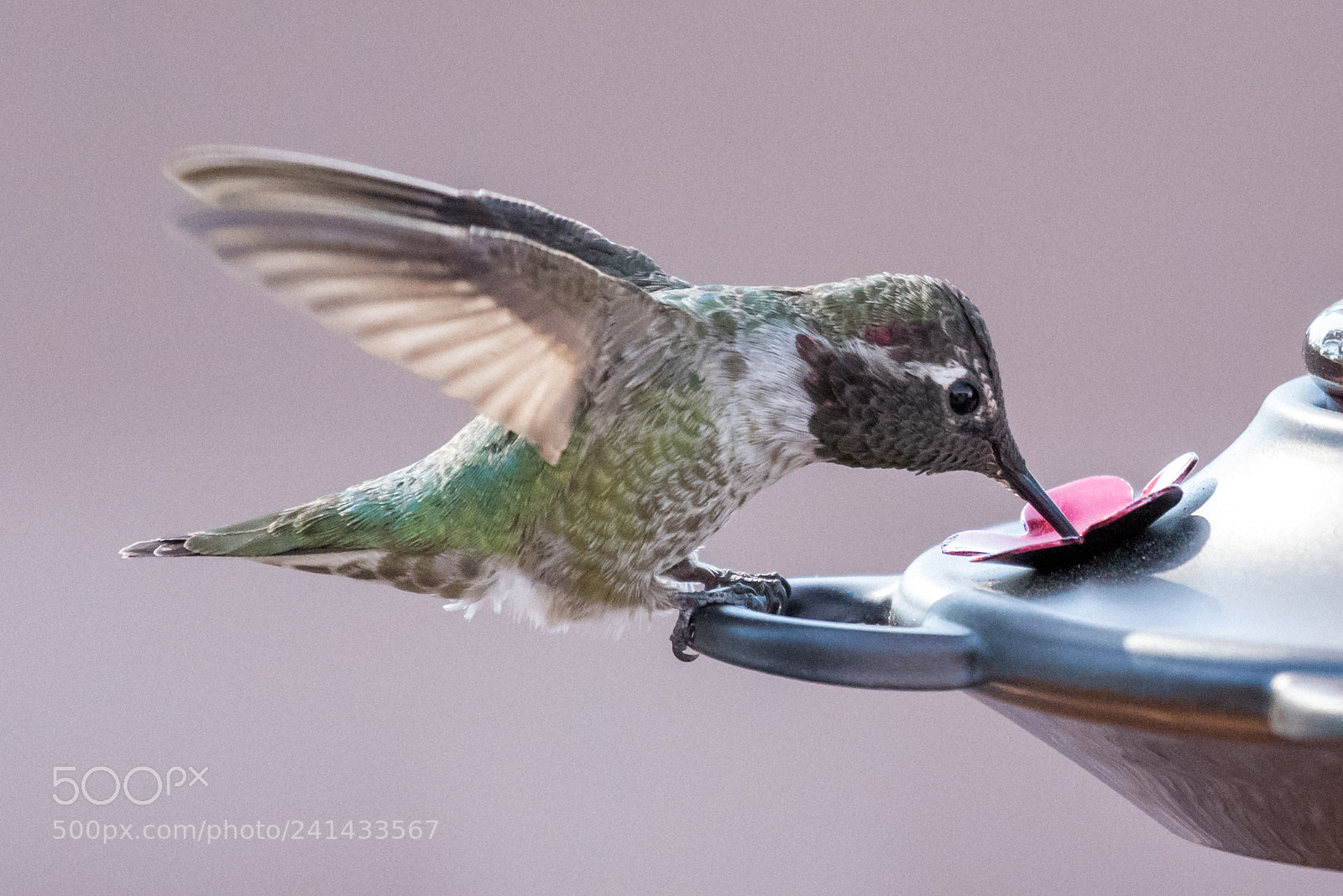 Nikon D810 sample photo. Hummingbird at my feeder photography