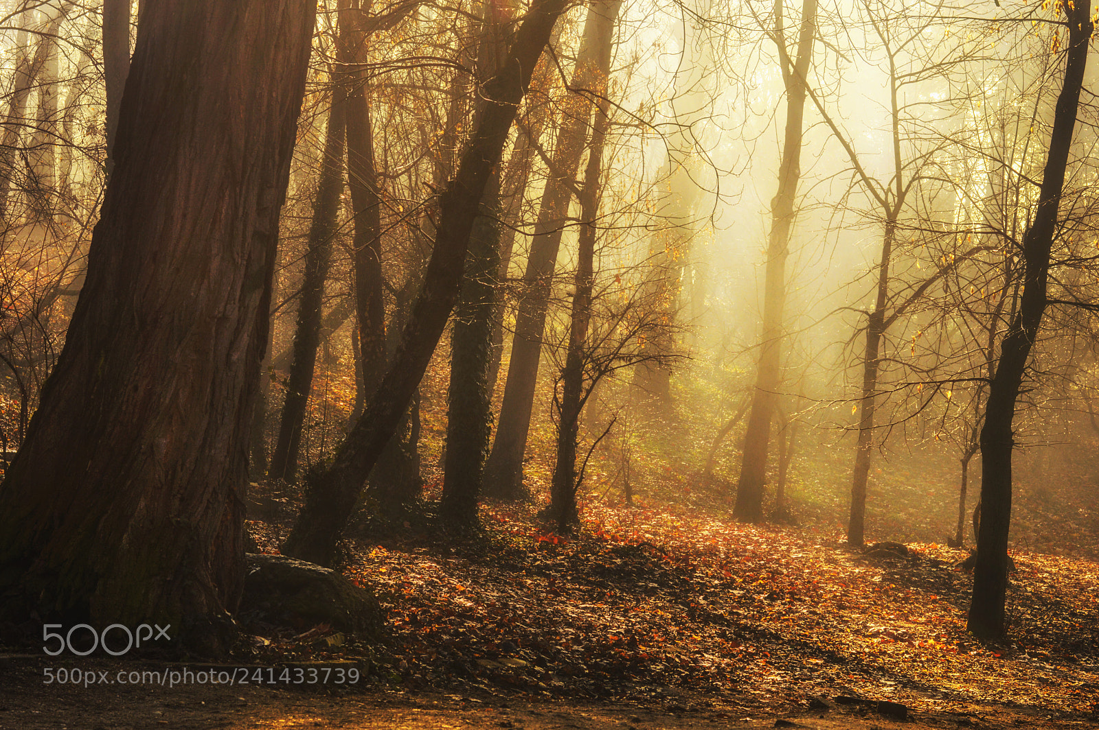 Nikon D3200 sample photo. Golden forest photography