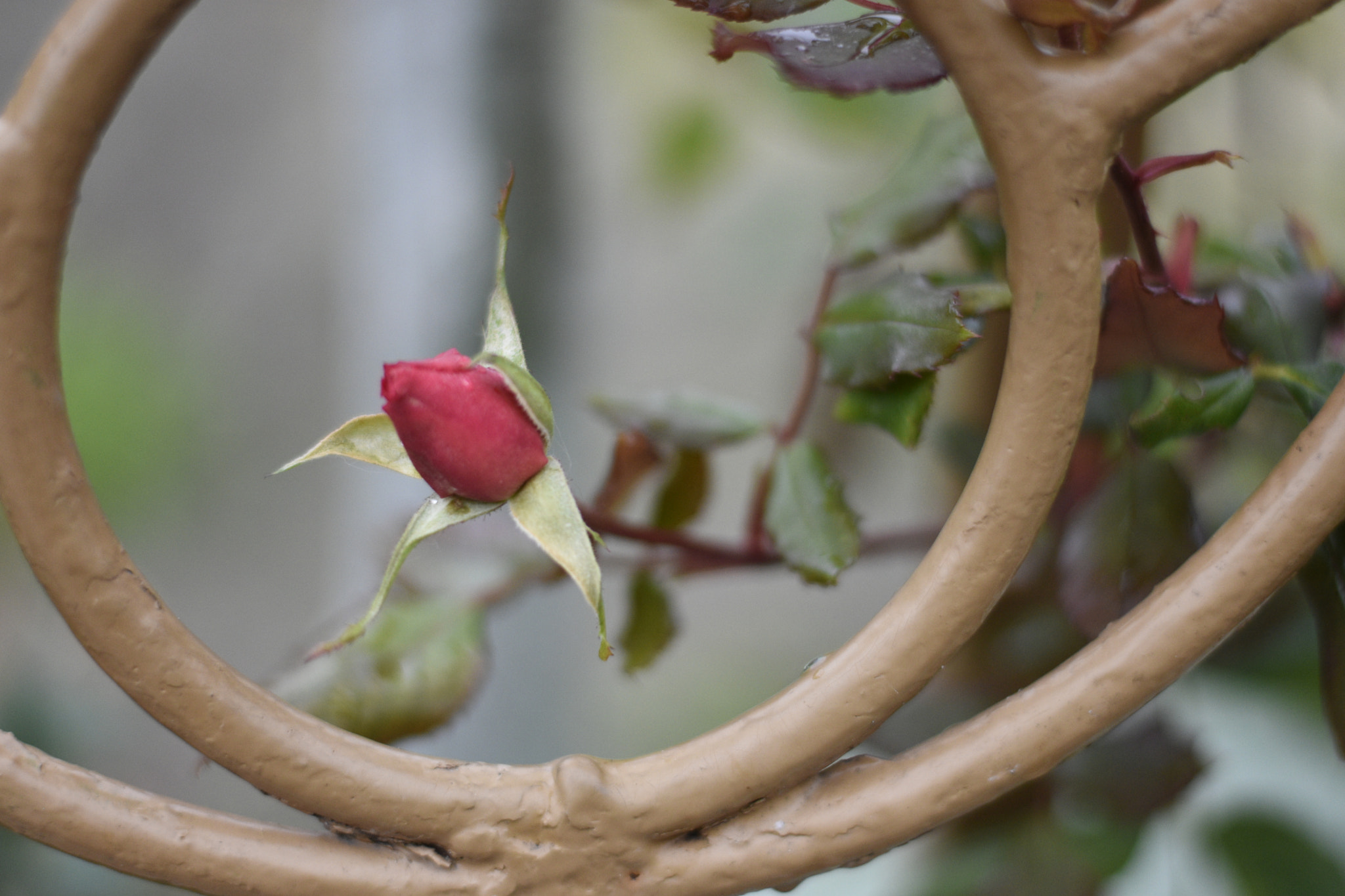 Nikon D3400 + Nikon AF-S Nikkor 50mm F1.8G sample photo. Botão de rosa❤️🌹 photography