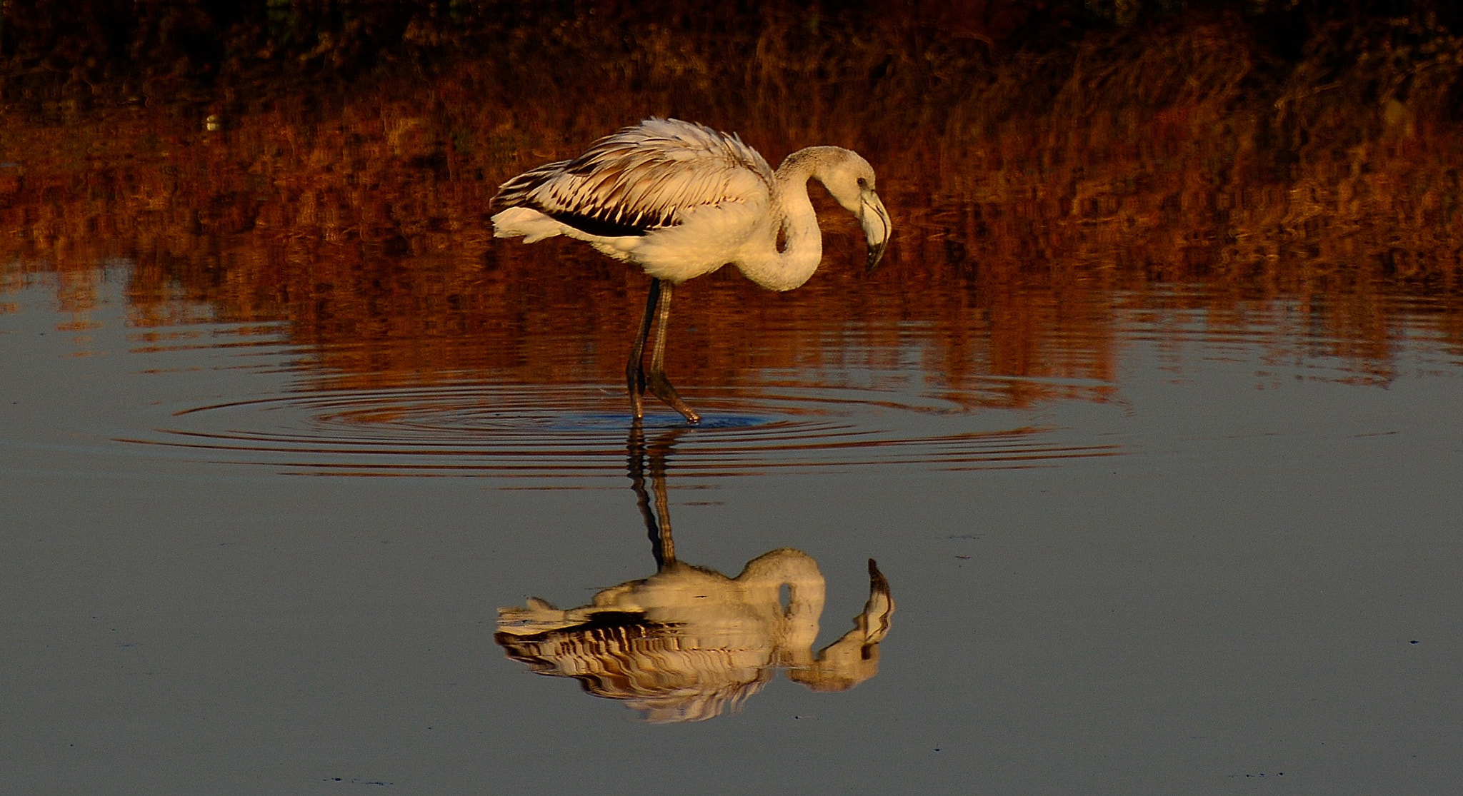 Nikon D7100 sample photo. Reflection photography