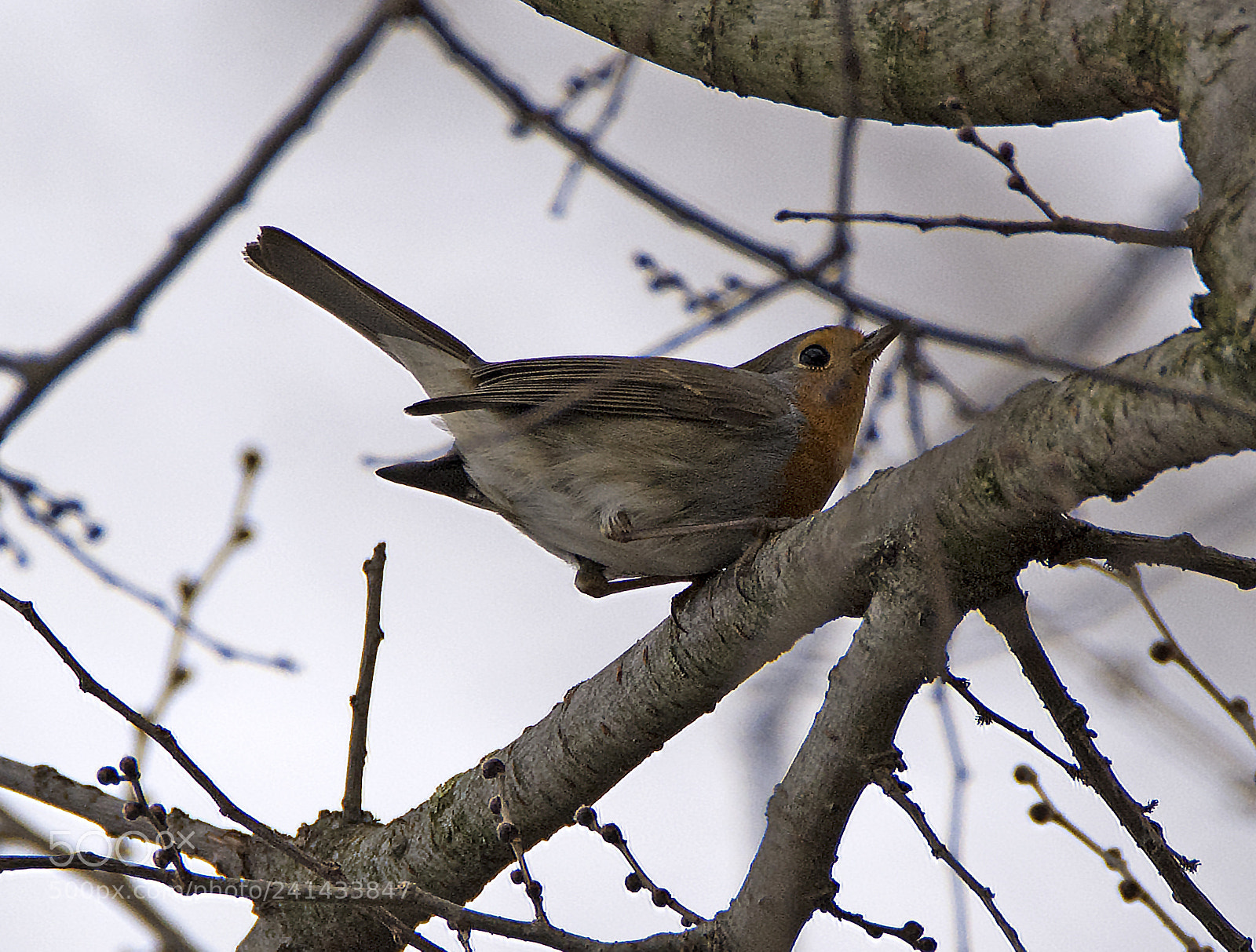 Nikon D7100 sample photo. Robin in a grey photography