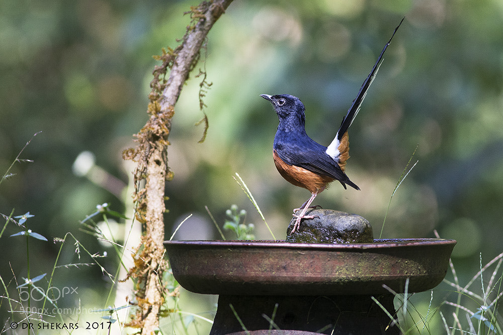 Canon EOS-1D X sample photo. White rumped shama, male... photography