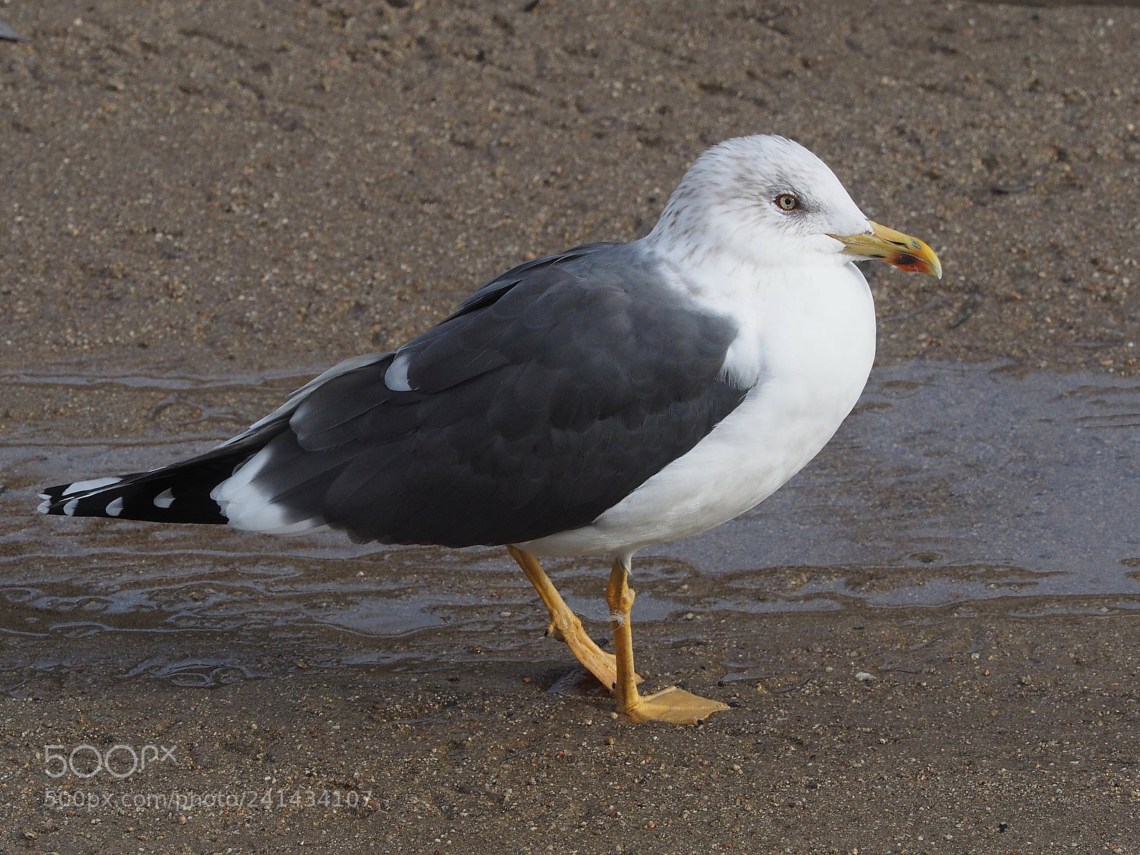 Olympus OM-D E-M1 sample photo. Gaviota sombr a larus photography