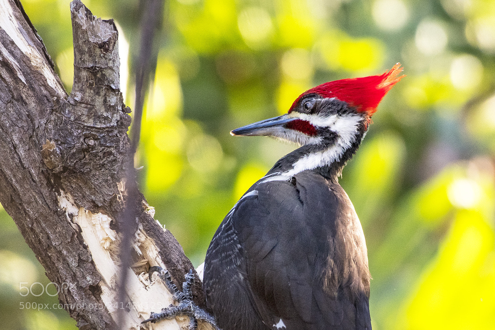 Nikon D500 sample photo. Pileated woodpecker, clam pass photography