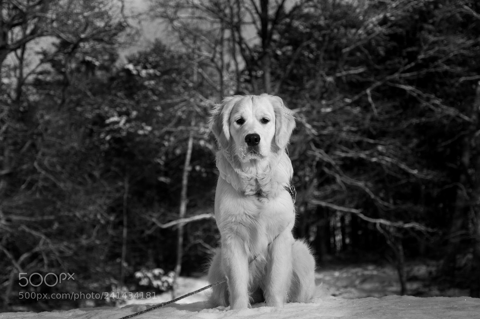 Nikon D7100 sample photo. Sally photography