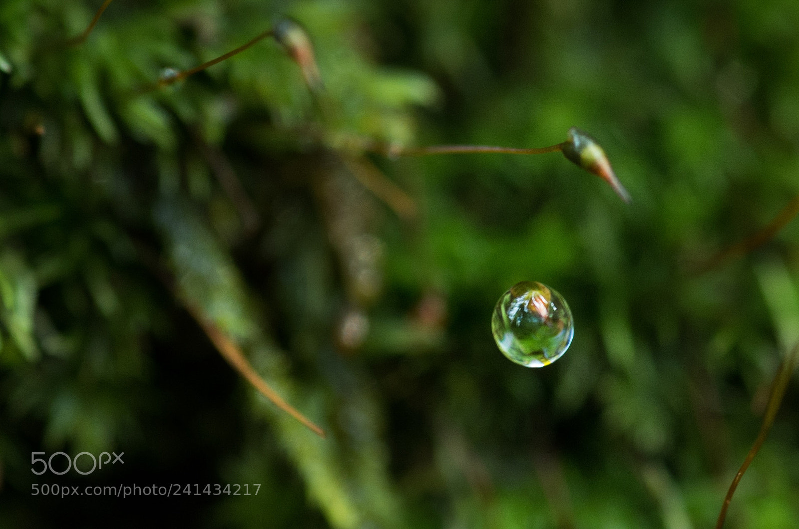Pentax K-5 II sample photo. Untitled photography