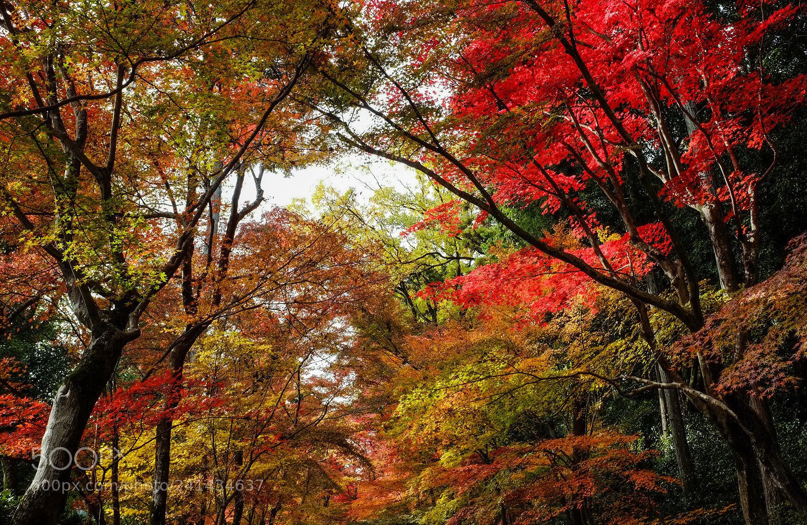 Fujifilm FinePix X100 sample photo. Stunning photography