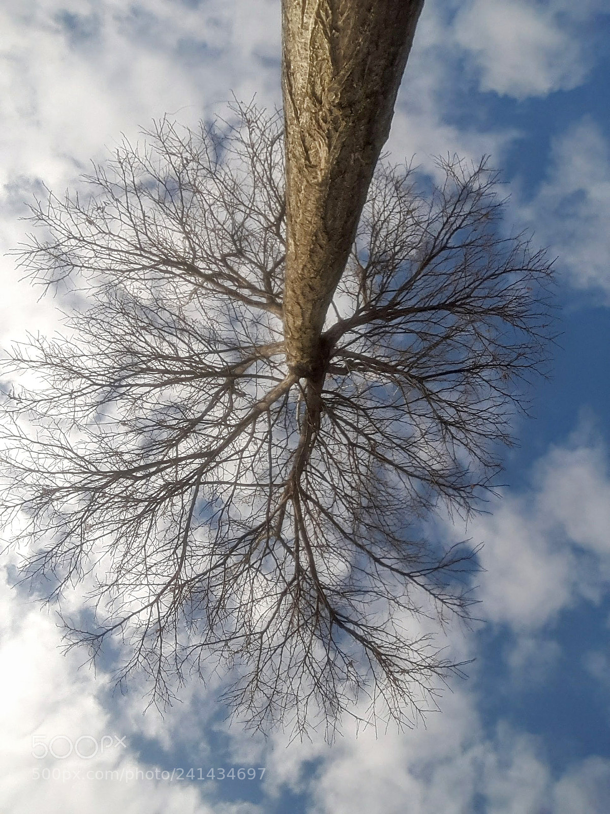 Samsung Galaxy A8 sample photo. Under a tree.. photography