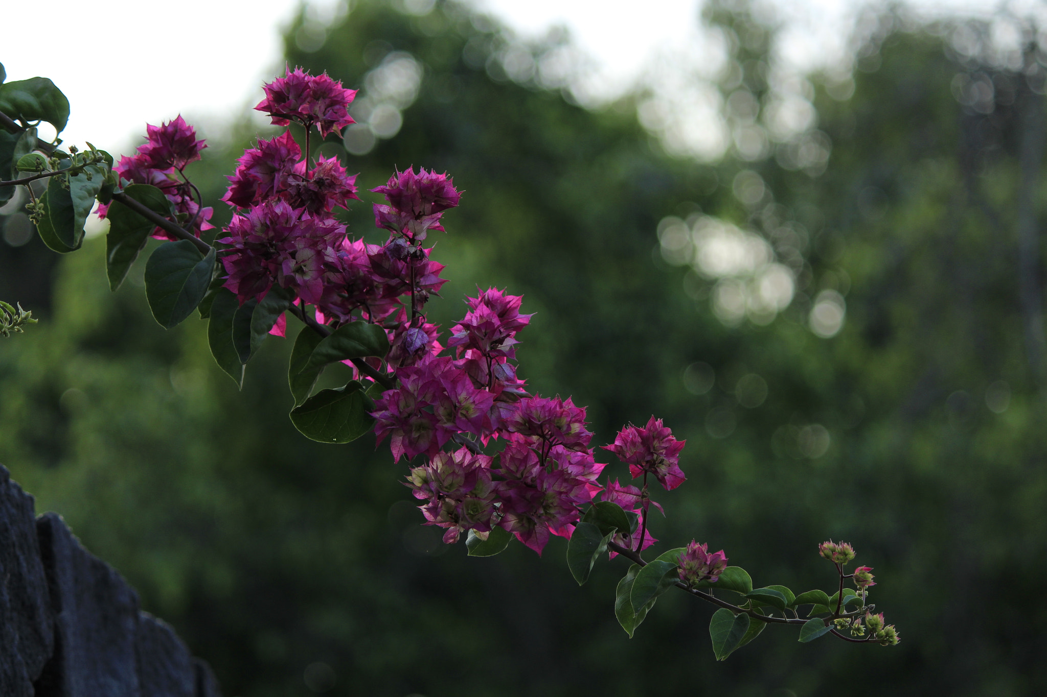 Canon EF-S 55-250mm F4-5.6 IS II sample photo. Cascada photography