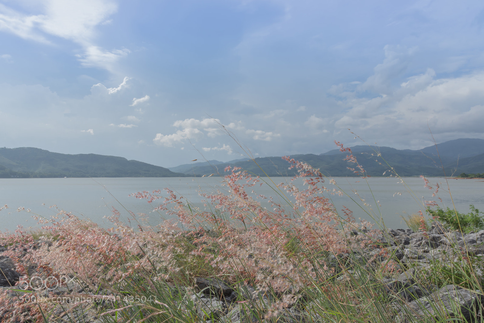 Nikon D7200 sample photo. The grass flowers. photography