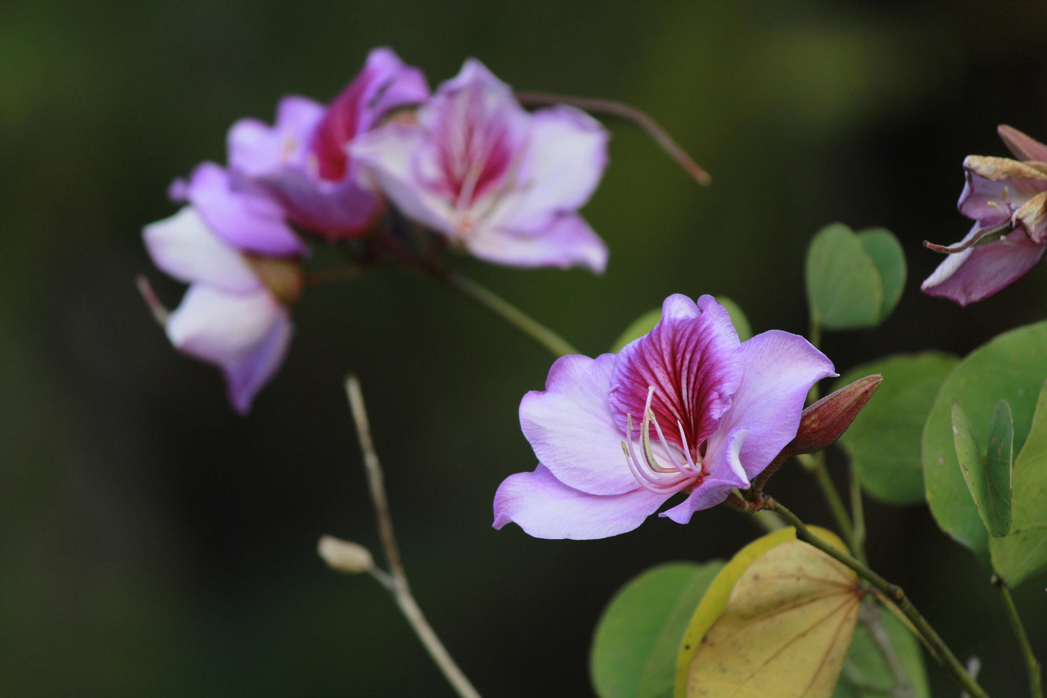 Canon EF-S 55-250mm F4-5.6 IS II sample photo. Ros photography