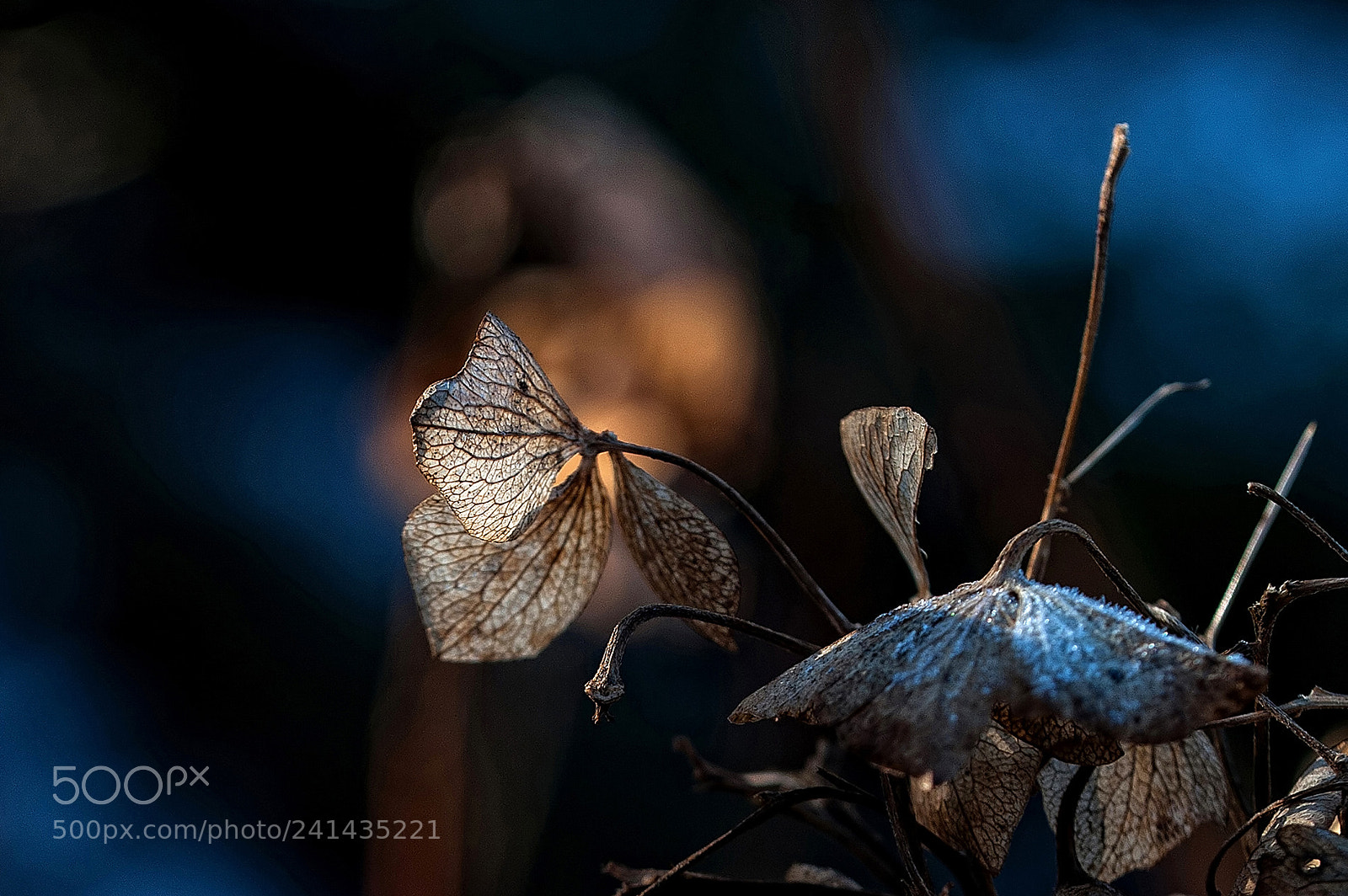 Nikon D700 sample photo. Winterabend photography